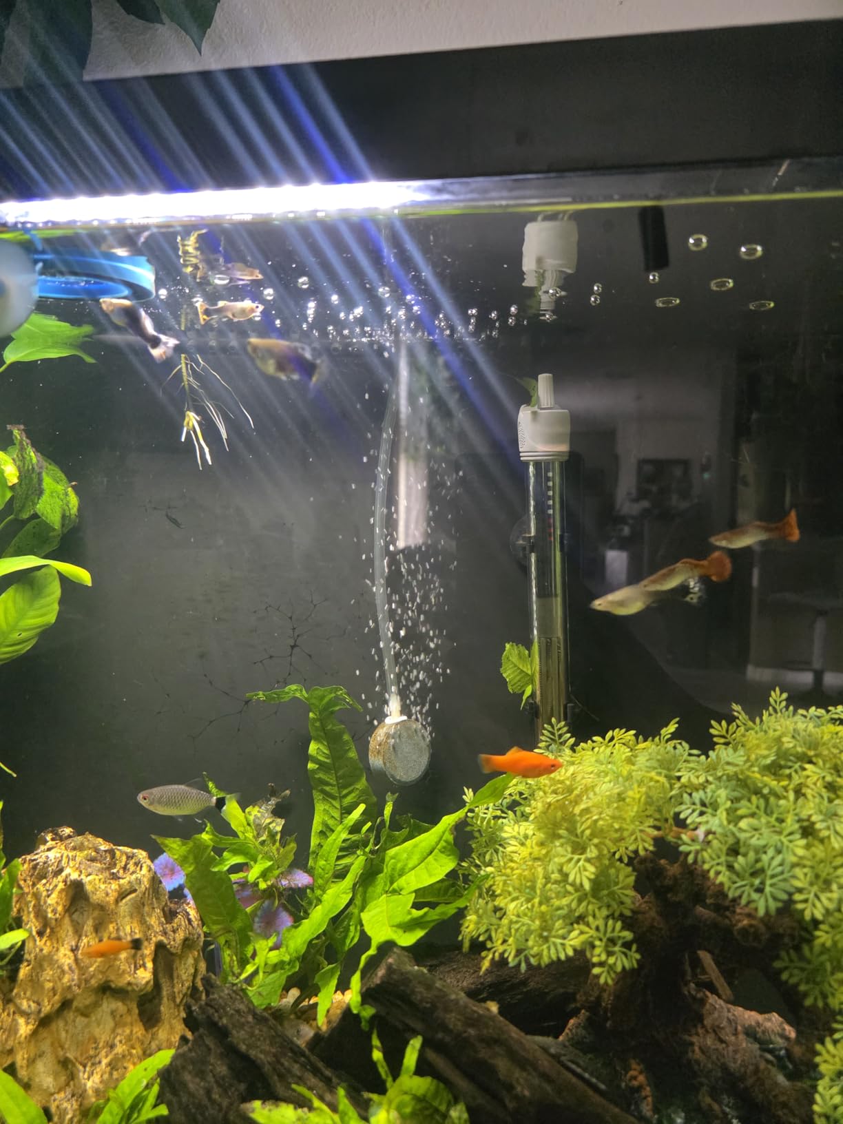 HITOP 300W Adjustable Aquarium Heater, Submersible Fish Tank Heater Thermostat with Suction Cups for 45-65Gal customer photo 2