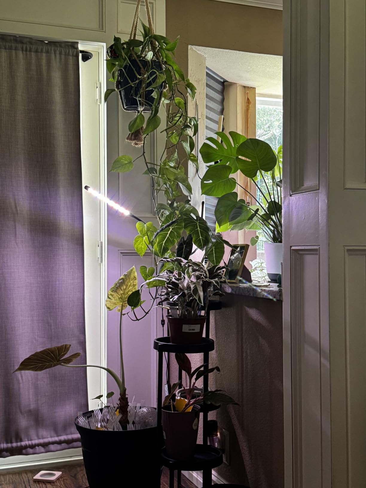 GooingTop Grow Light,6000K Full Spectrum Indoor Plant Growing Lamp | Desk Lamp with White Red LEDs for Indoor Plants,Clamp with Flexible Gooseneck,Brightness Adjustable,Auto Timer 4 8 12Hrs customer photo 2
