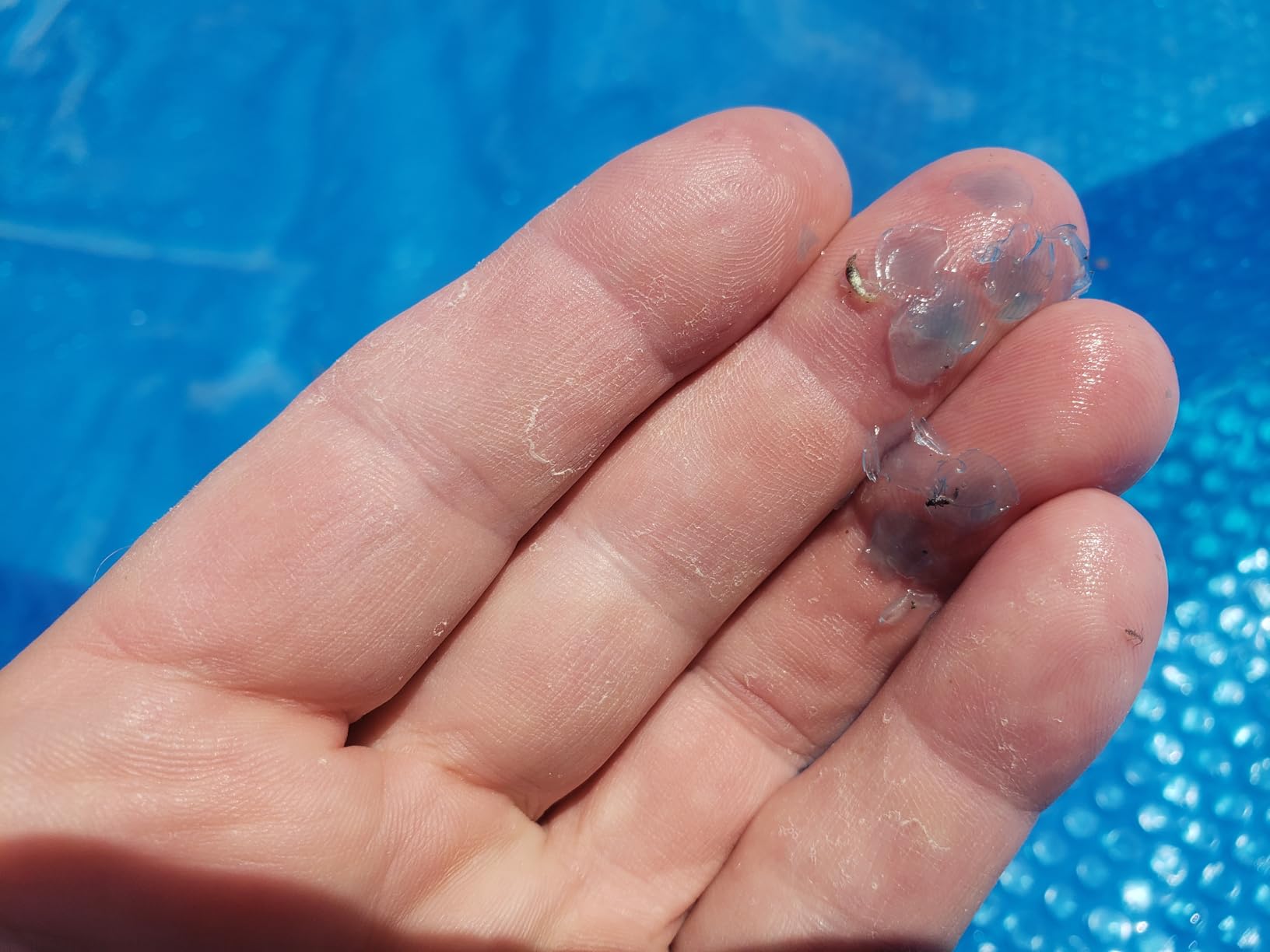 Doheny's Clear-Tek Micro Bubble Solar Pool Cover for Above Ground Swimming Pools | Increase Solar Energy Absorption, Retain Heat, Reduce Evaporation, Reduce Heat Loss & Save, 24 ft Round Blue 1600 customer photo 1