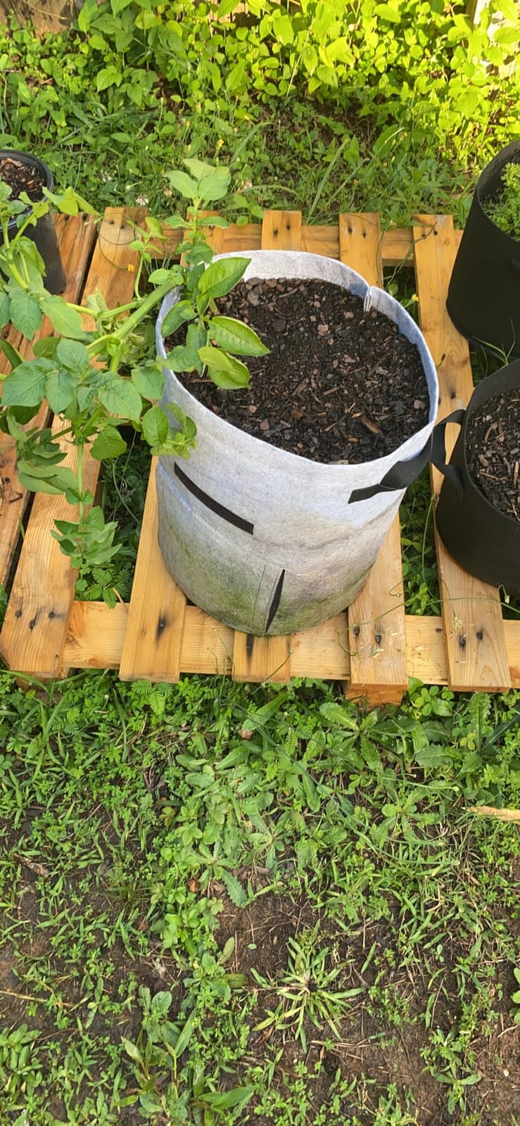 Homyhoo Potato Grow Bags with Flap 10 Gallon, 4 Pack Planter Pot with Handles and Harvest Window for Potato Tomato and Vegetables, Black and Gray customer photo 2