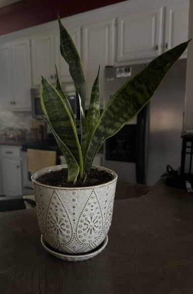Gepege Ceramic Plant Pots, 6 Inch Indoor Planters with Drainage & Saucers customer photo 2