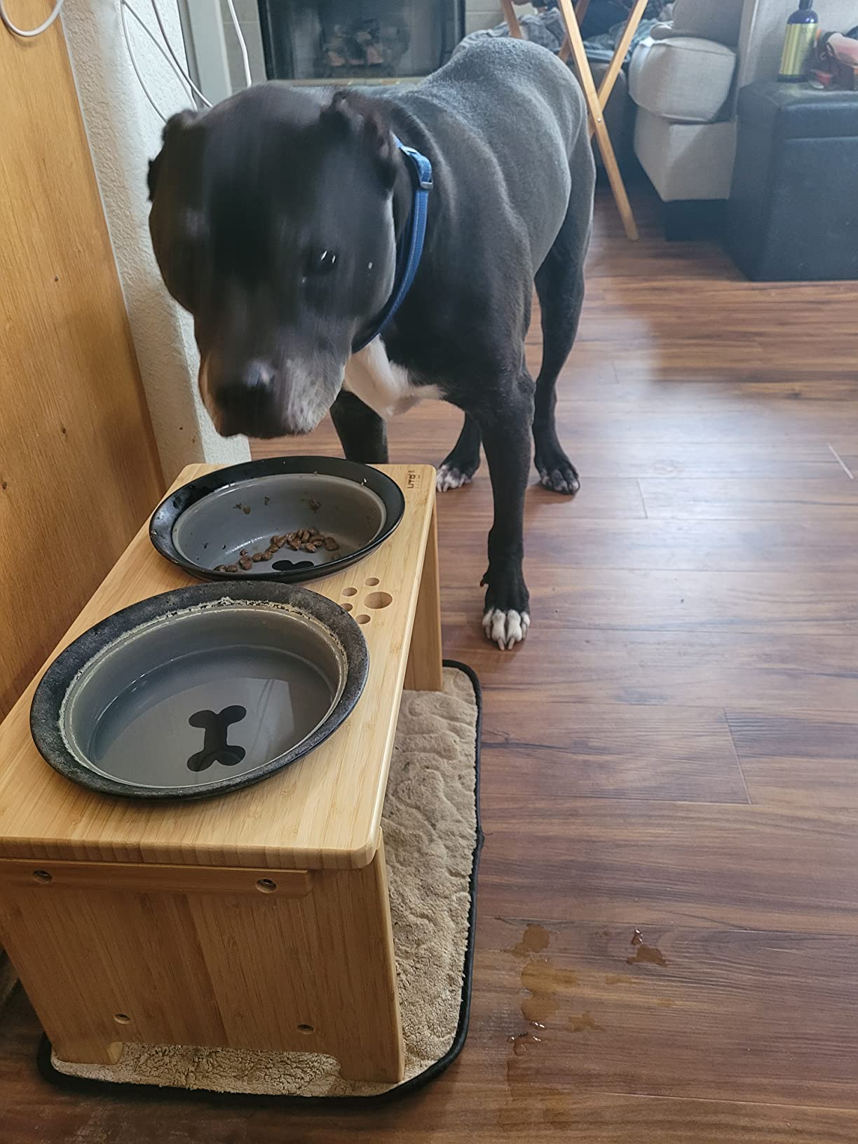 HTB Elevated Dog Bowls,Raised Dog Bowl Stand with 2 Stainless Steel Bowls,Elevated Raised Dog Bowls for Large Medium Small Sized Dogs customer photo 1