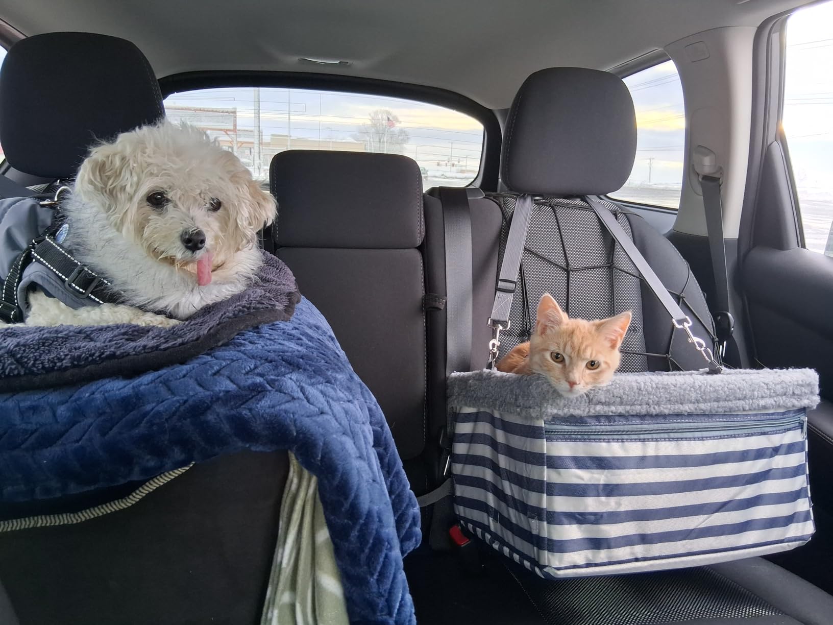 Dog Car Seats for Small Dogs, Upgrade Dog Booster Seat with Metal Frame Construction with Double-Layer Oxford, Perfect for Small Pets up to 20lbs customer photo 1
