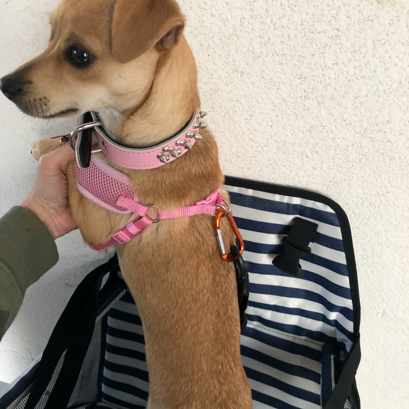 Dog Car Seats for Small Dogs, Upgrade Dog Booster Seat with Metal Frame Construction with Double-Layer Oxford, Perfect for Small Pets up to 20lbs customer photo 2