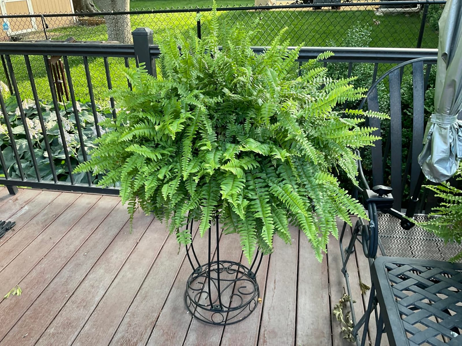 TREEZITEK 11.8 inches Diameter Tall Metal Plant Stand for Indoor or Outdoor,Heavy Duty Flower Pot Stand Rack Holds Big Heavy Plants,Black (18.9 INCHES TALL) customer photo 2