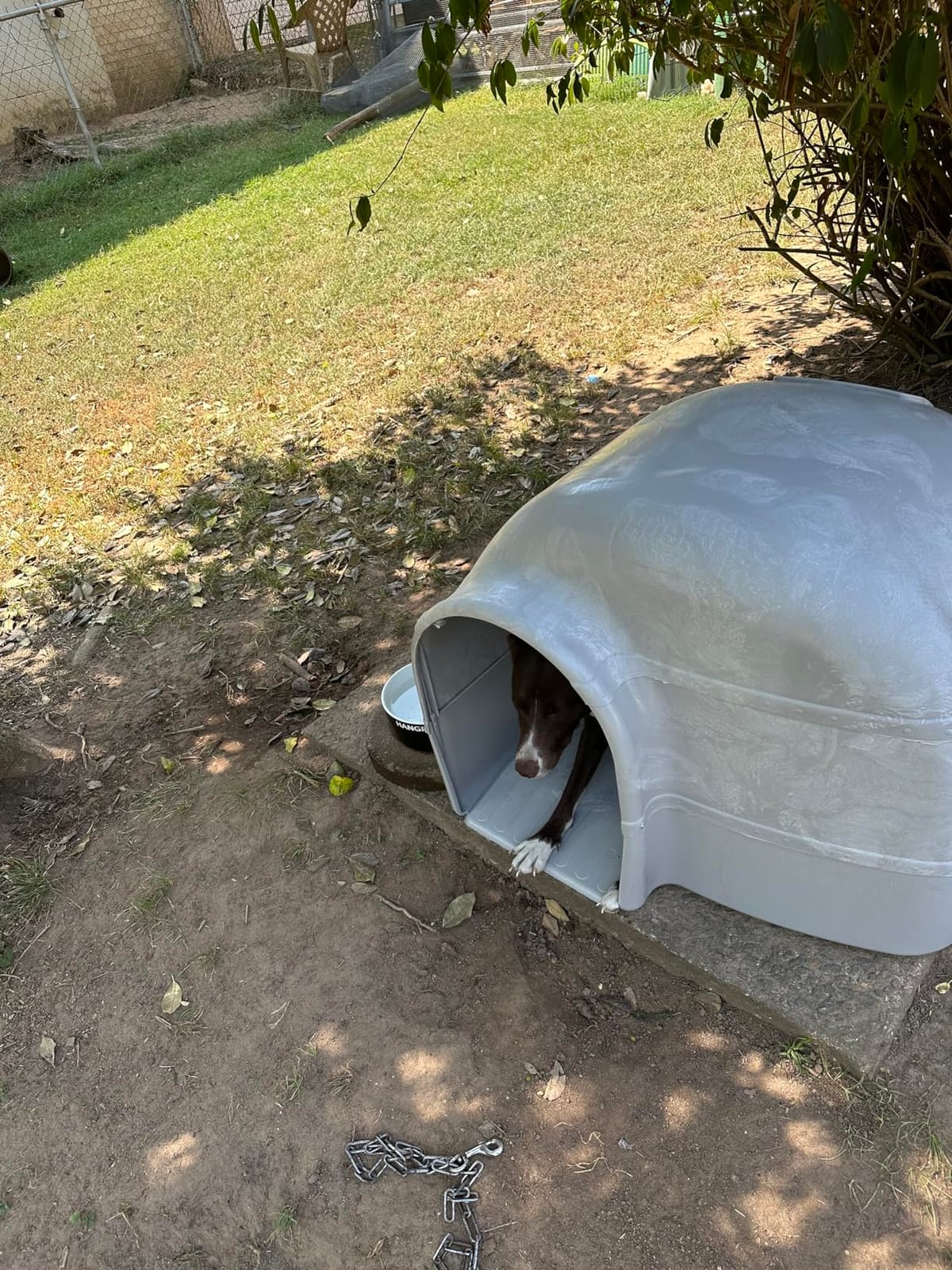 Petmate Husky Dog House for Dogs Up to 90 Pounds, Grey, Made in USA customer photo 1