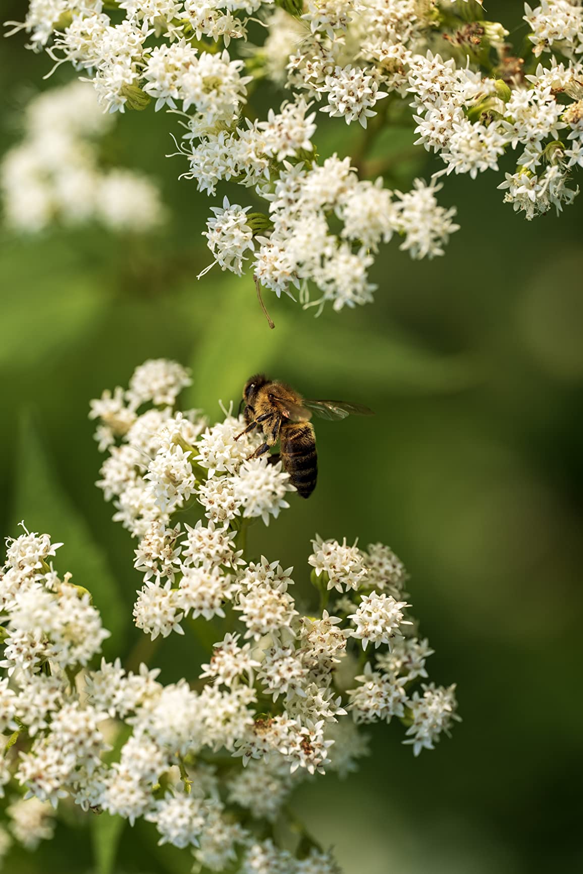 Sigma 105mm F2.8 DG DN Macro Art (Sony E-mount) customer photo 1