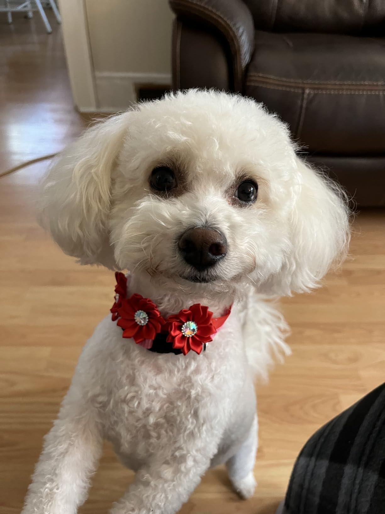 Dog Clippers for Grooming,Dog Grooming Kit for Heavy Thick Hair&Coats customer photo 1