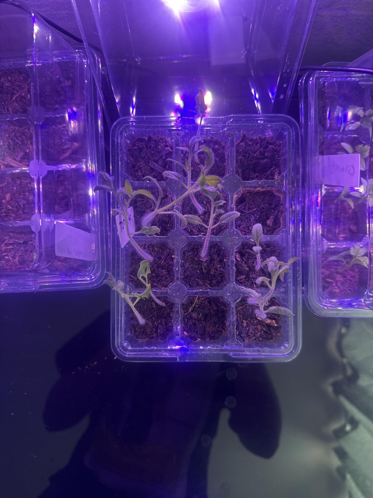Bonviee Seed Starter Trays with 12-LED Grow Lights, Green, 5 Pack customer photo 1