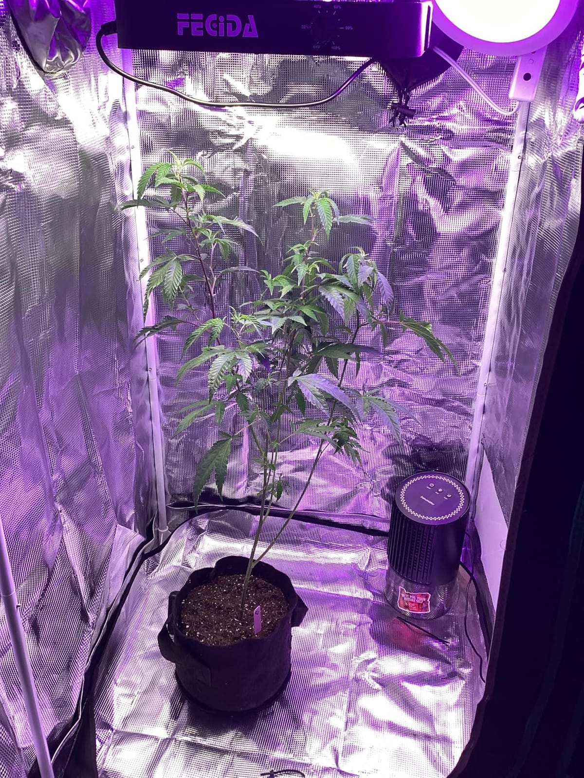 FECiDA 600W Equivalent Grow Light, 65W True Power, 0–100% Dimmable customer photo 2