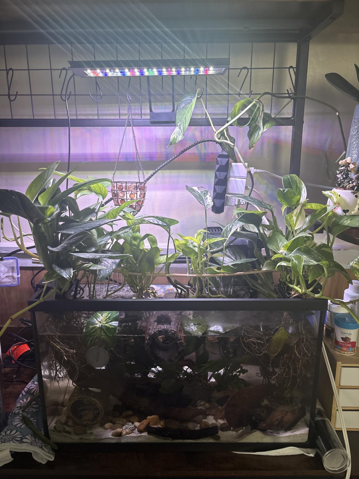 hygger Clip On 24/7 Lighting Aquarium LED Light,Sunrise-Daylight-Moonlight and DIY Mode, Adjustable Timer/Brightness Fish Tank Light with 7 Colors for Planted Tank (14W for 12~20in Tank) customer photo 2