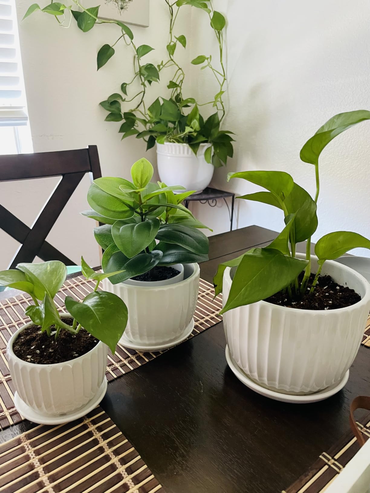 Ceramic Plant Pots,Sunflower Planters with Drainage Holes & Matching Saucer customer photo 1