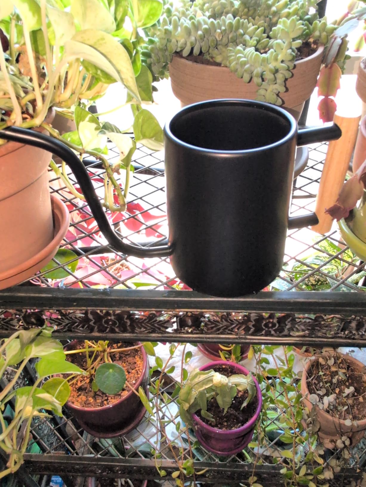Metal Small Indoor Watering Can with Long Spout & Real Wood Handle, 35oz customer photo 1