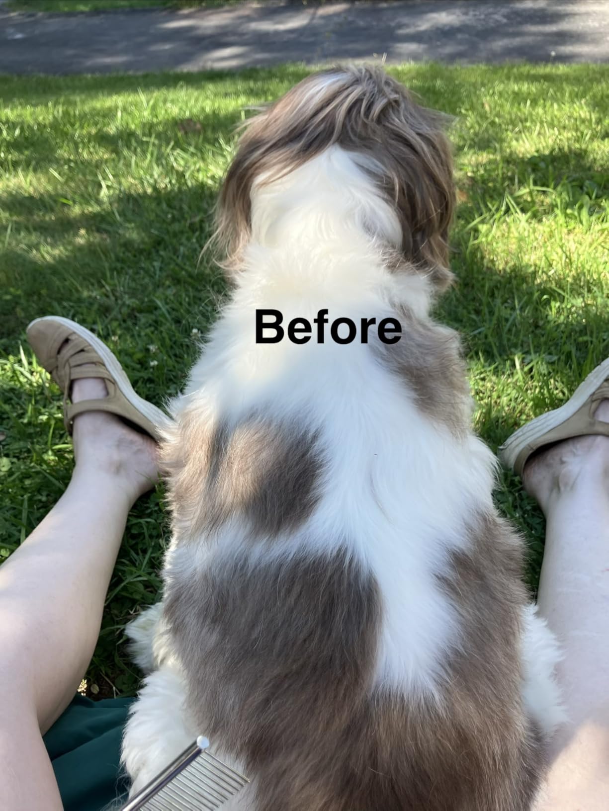 oneisall Dog Clippers and Paw Trimmer Kit for Small Large Dogs Cats customer photo 2