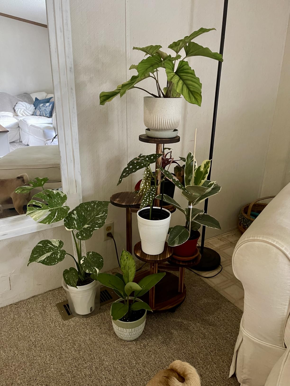 GEEBOBO 5 Tiered Tall Plant Stand for Indoor customer photo 1