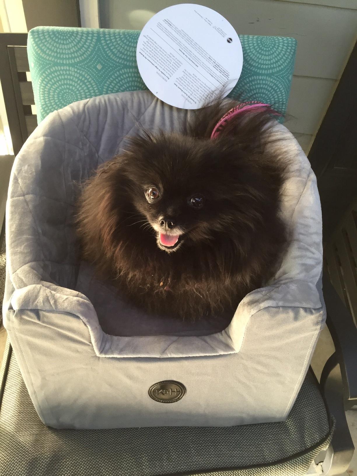 K&H Dog Car Seat, Bucket Booster for Cats & Dogs, Small, Black/Cream customer photo 1