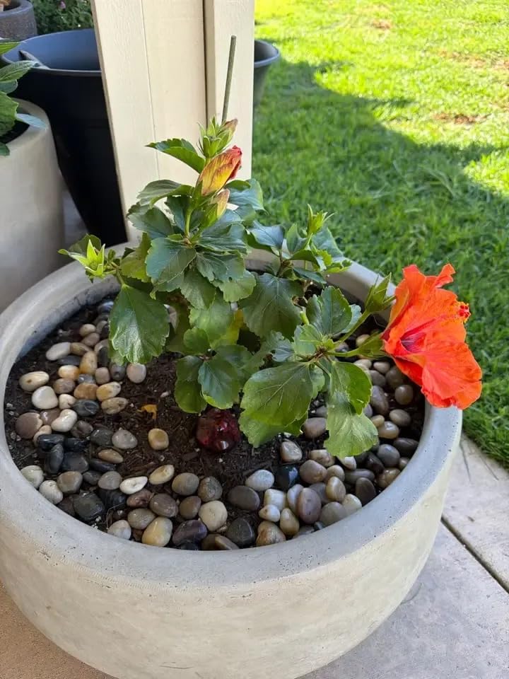 Kante Tall Concrete Planter, 21.7
