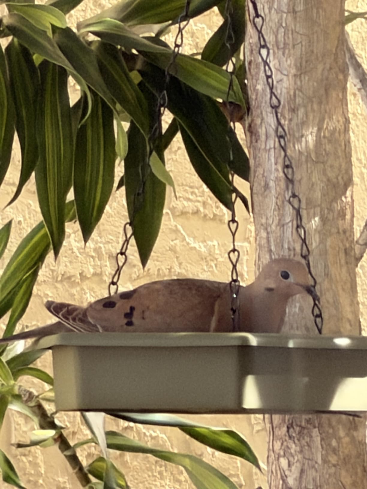 Hanging Bird Bath,2 in 1 XL Hanging Bird Feeder & Birds Bath for Outside customer photo 1