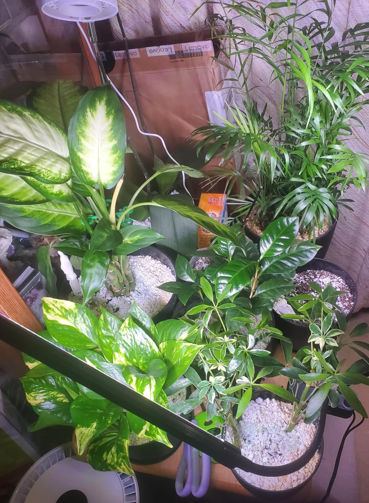 60 oz Watering Can, Small Watering Can for Indoor Plants with Long Spout customer photo 1