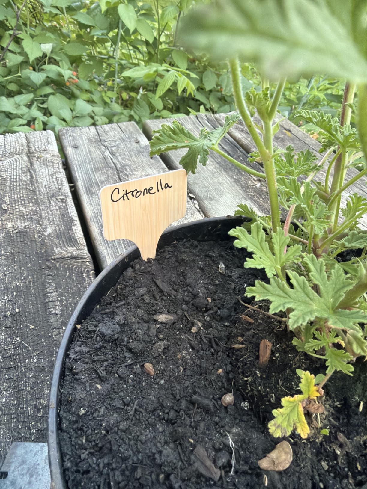 VITEVER 100pcs Plant Labels, T-Type Plastic Tags with Marker Pen, Waterproof Garden Signs for Outdoor Plants (3.9” x 2.4”) customer photo 2