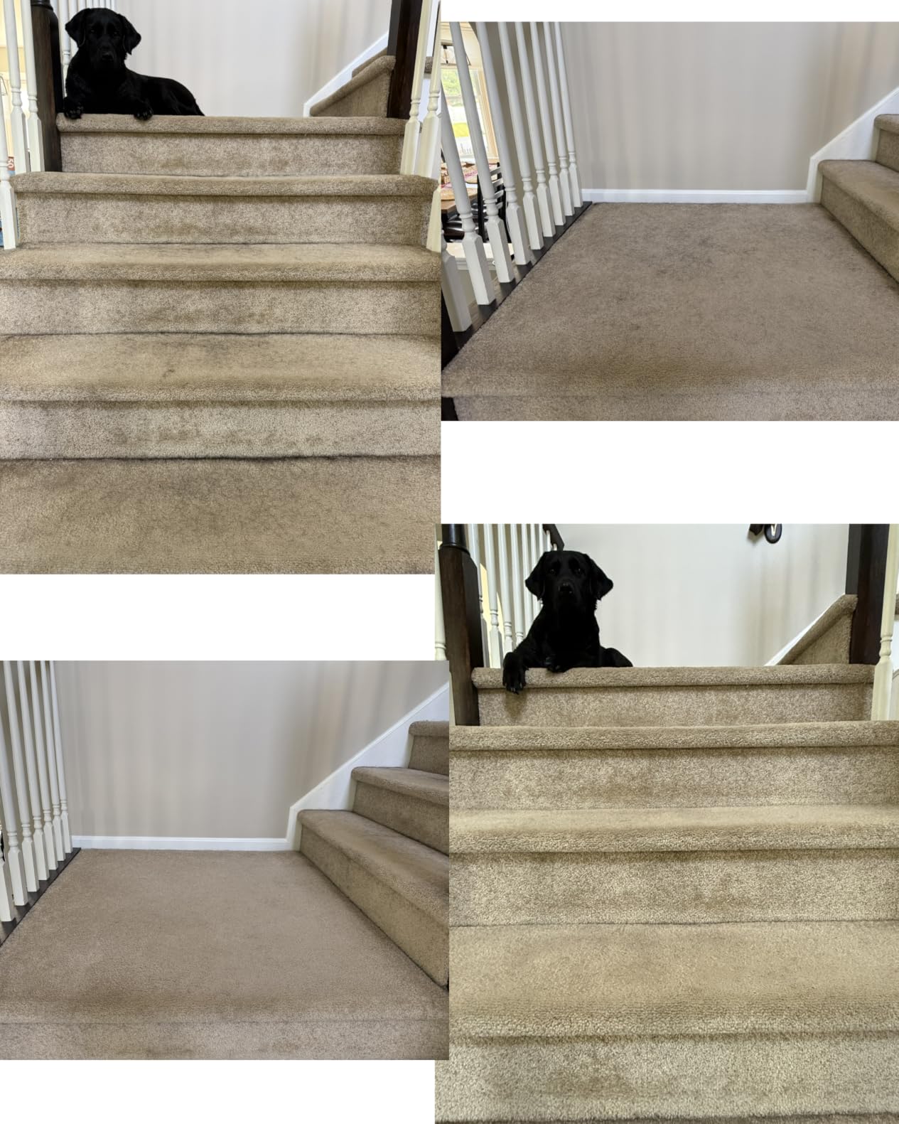 Deep Cleaner Pro Pet Hair Remover-Special Cat Hair Remover Multi Fabric Edge and Carpet Rake Scraper by LINTPLUS-Dog Hair Remover for Rugs,Couch & Pet Towers-Easy to Every Hair! customer photo 2