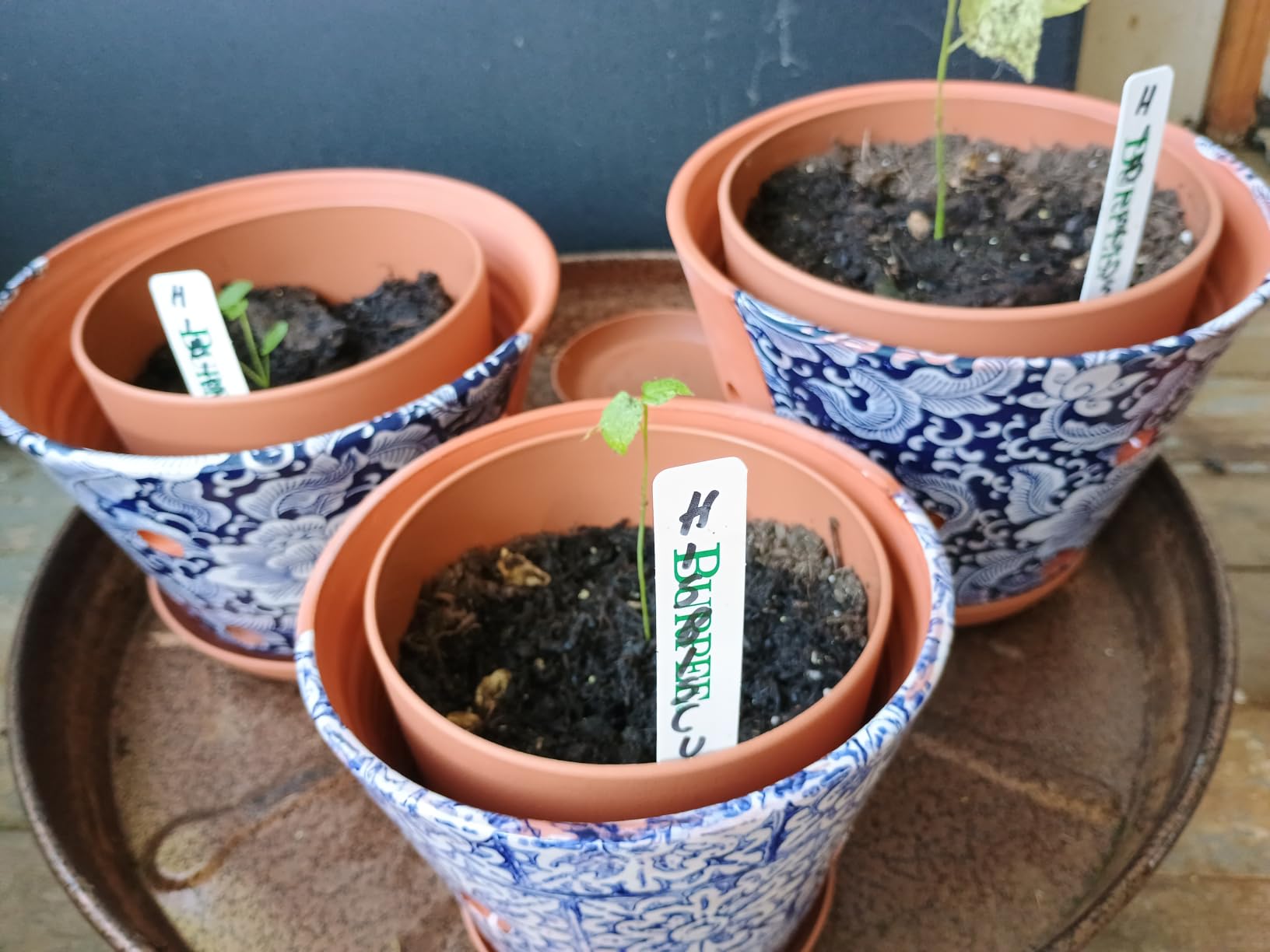 Plant Pots Indoor with Drainage, 5 Pack Multi-Size Planters Set, White customer photo 1