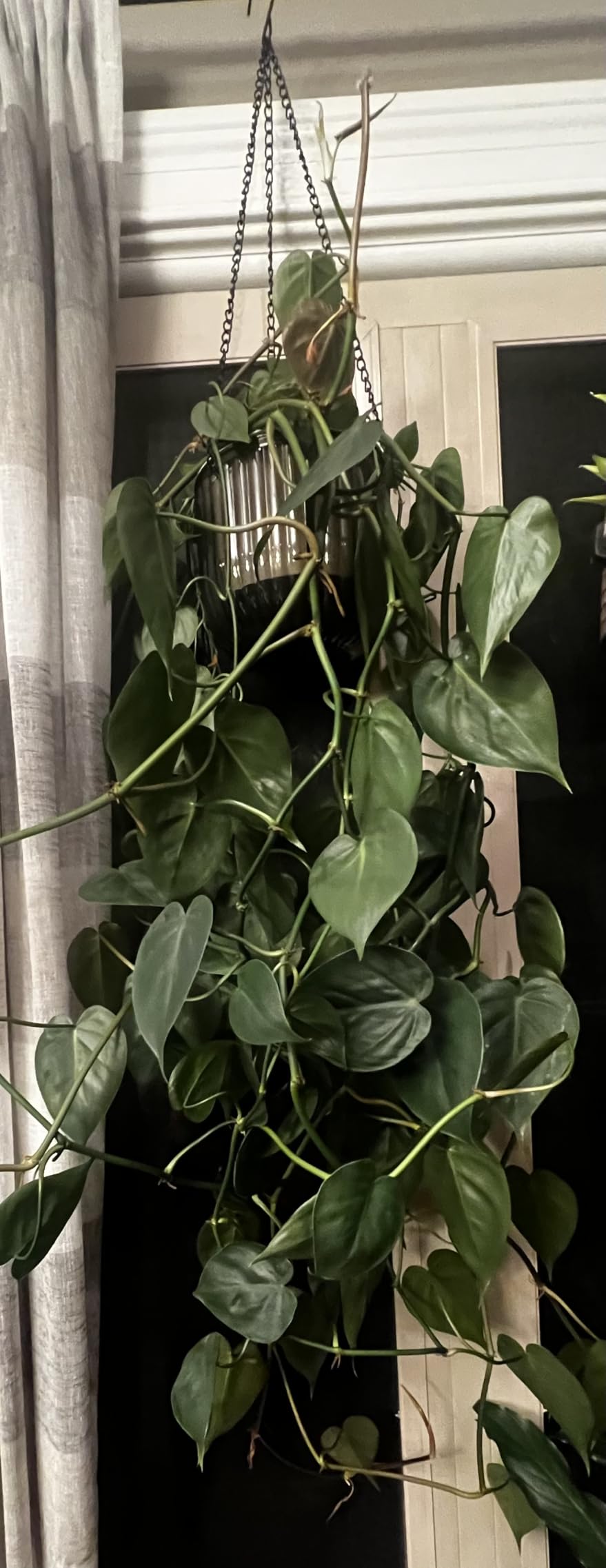 Melphoe 2 Pack Self Watering Hanging Planters Indoor Flower Pots, 6.5 Inch Outdoor Hanging Basket, Plant Hanger with 3Hooks Drainage Holes for Garden Home (Emerald) customer photo 1