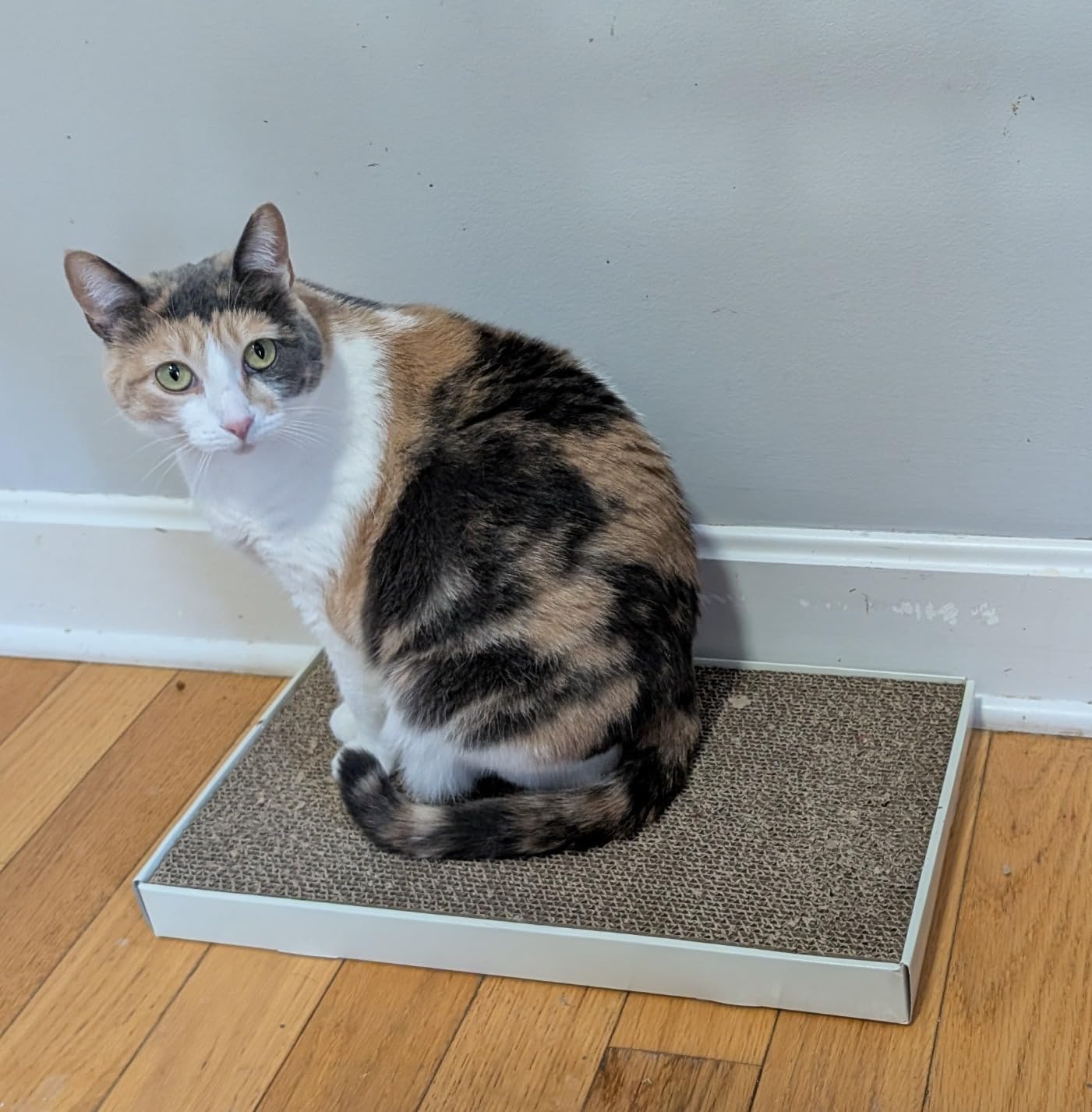 Amazon Basics Corrugated Cardboard Cat Scratcher, Scratching Board, Reversible, 17.4