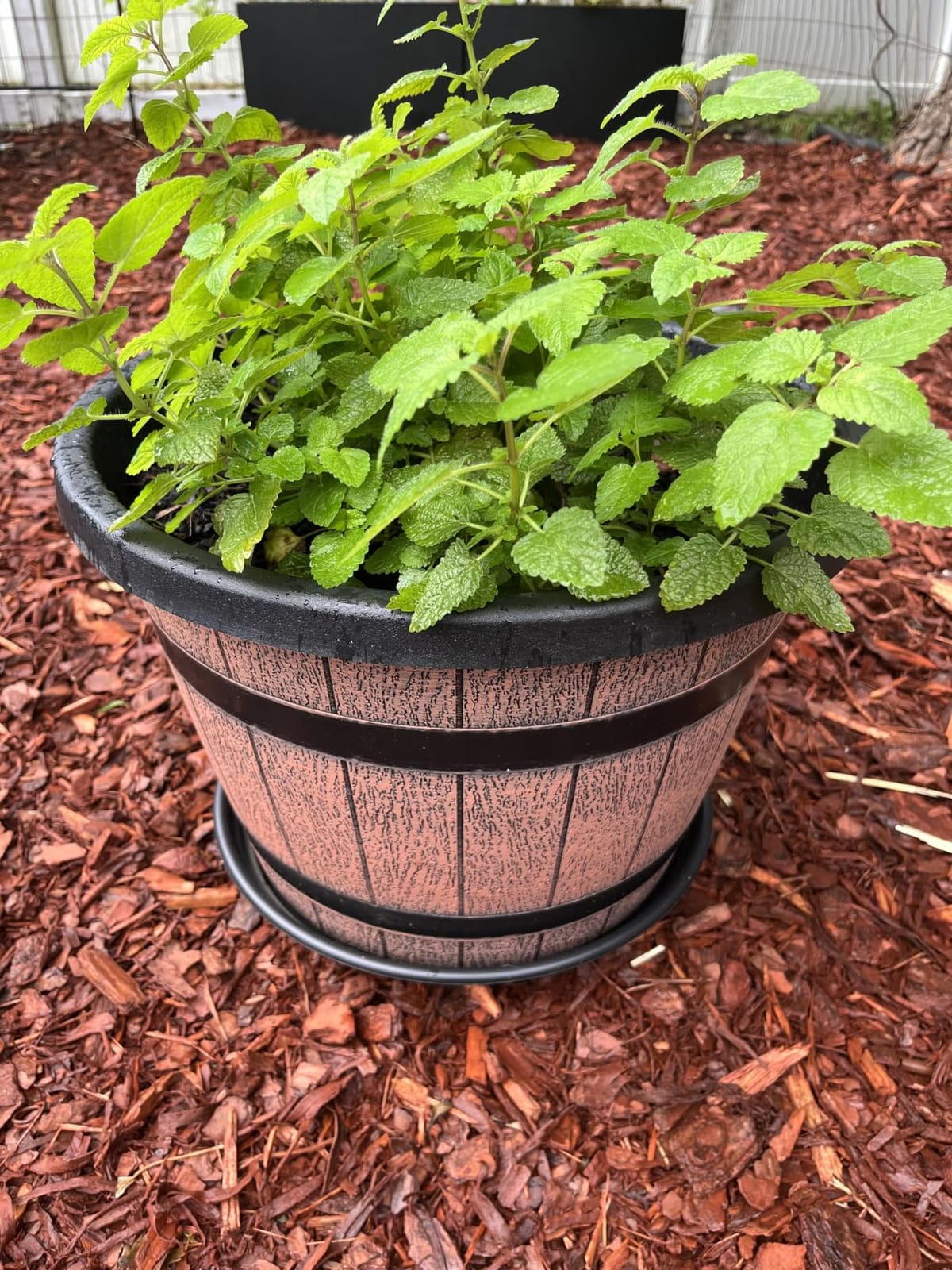 Quarut 3 Pack 10 inch Plant Pots,Whiskey Barrel Planters with Drainage Holes & Saucer, Plastic Decoration Flower Pots Imitation Wine Barrel Design, for Indoor & Outdoor Garden Home Plants (Brown) customer photo 2