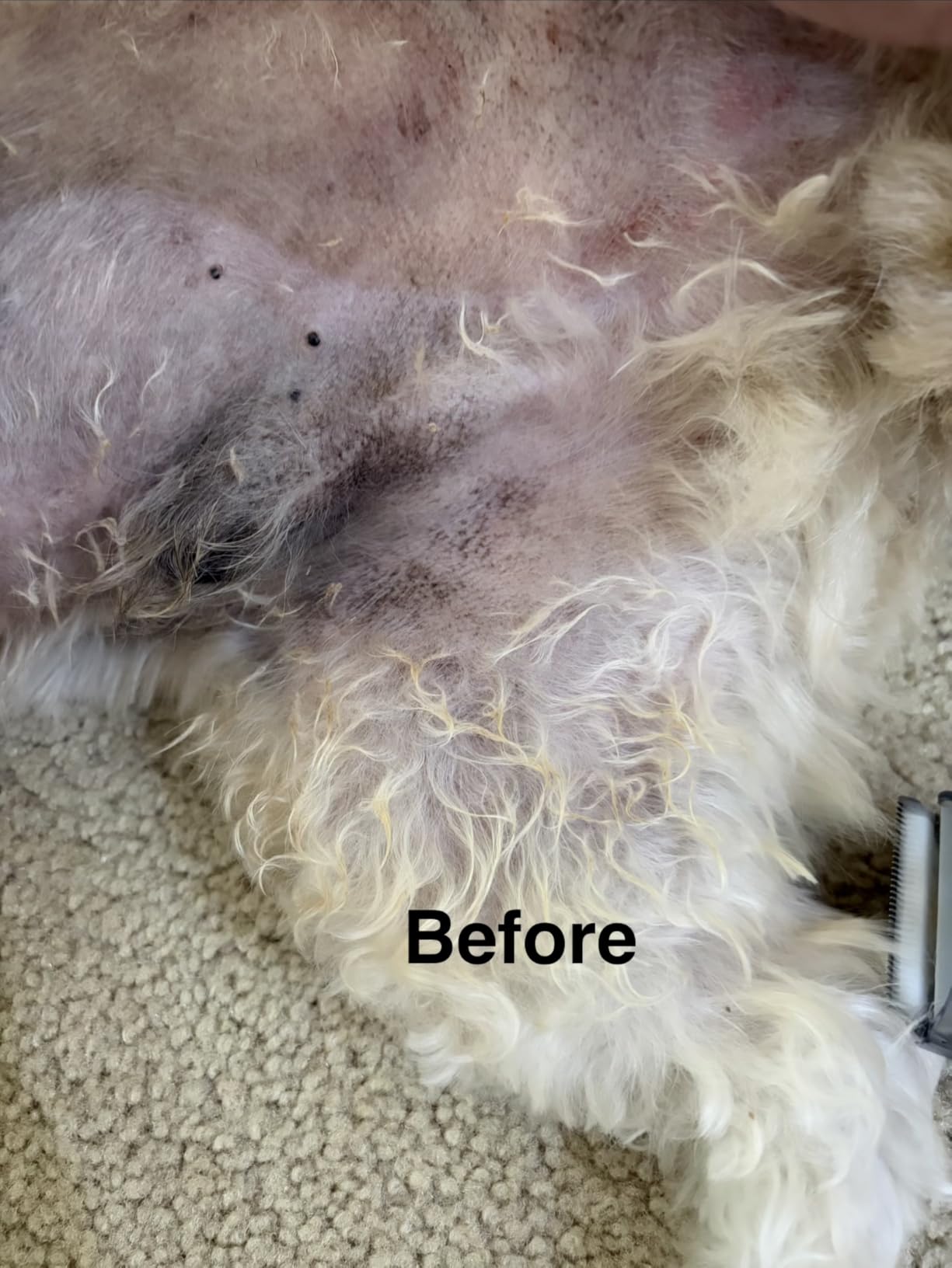 oneisall Dog Grooming Vacuum,7 in 1 Grooming kit Tools with Low Noise customer photo 2