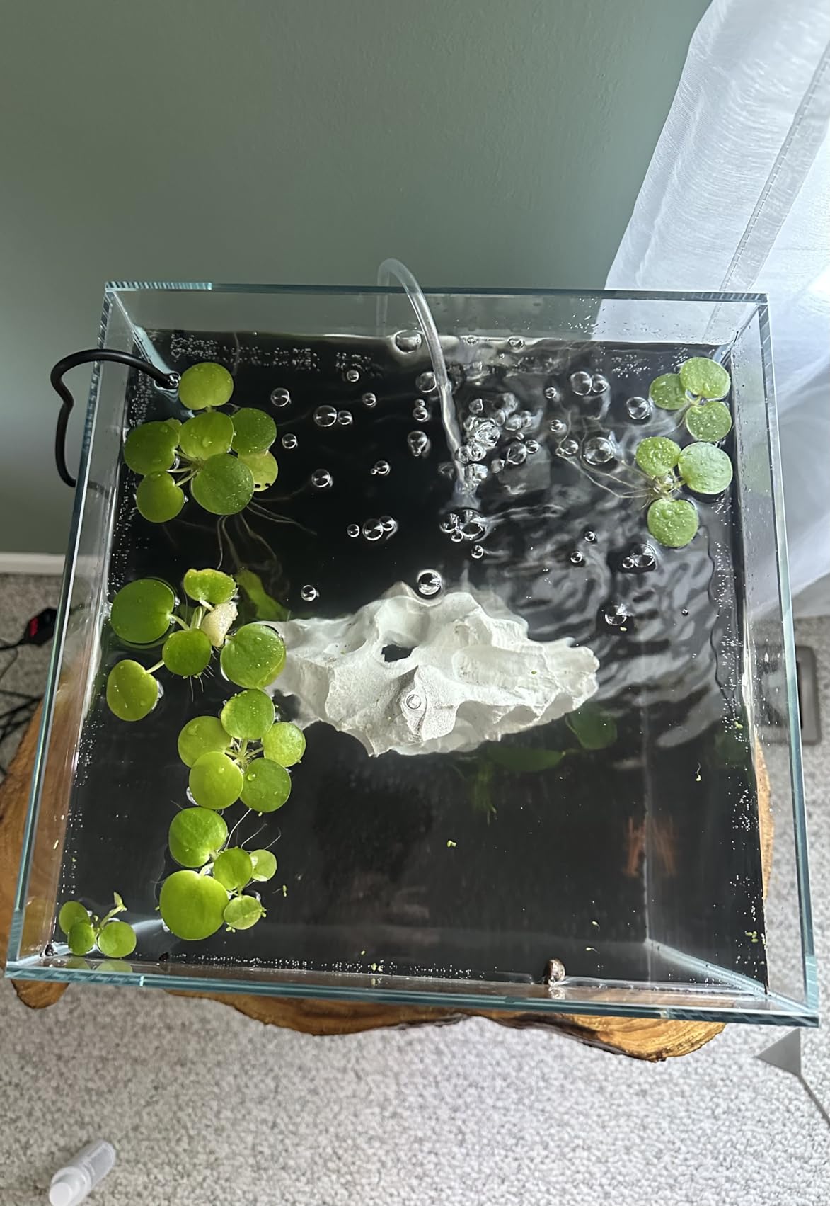 LANDEN Aquarium Cube 11.5 Gallon Ultra Clear Glass Rimless Fish Tank 36C customer photo 1