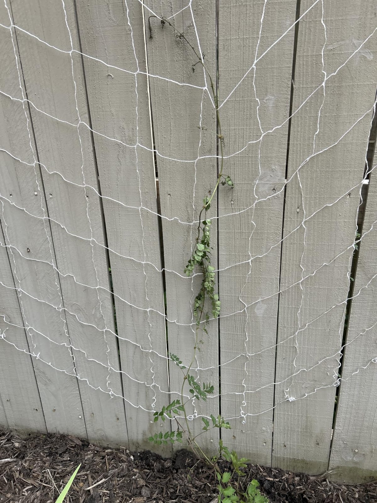 Sukh Trellis Netting for Climbing Plants - 5 x 15 ft Garden Net, 2 Pack | Polyester Plant Netting Support for Cucumbers & Tomato, Soft & Durable, White Garden Nets for Vines, Vegetables & Fruits customer photo 1
