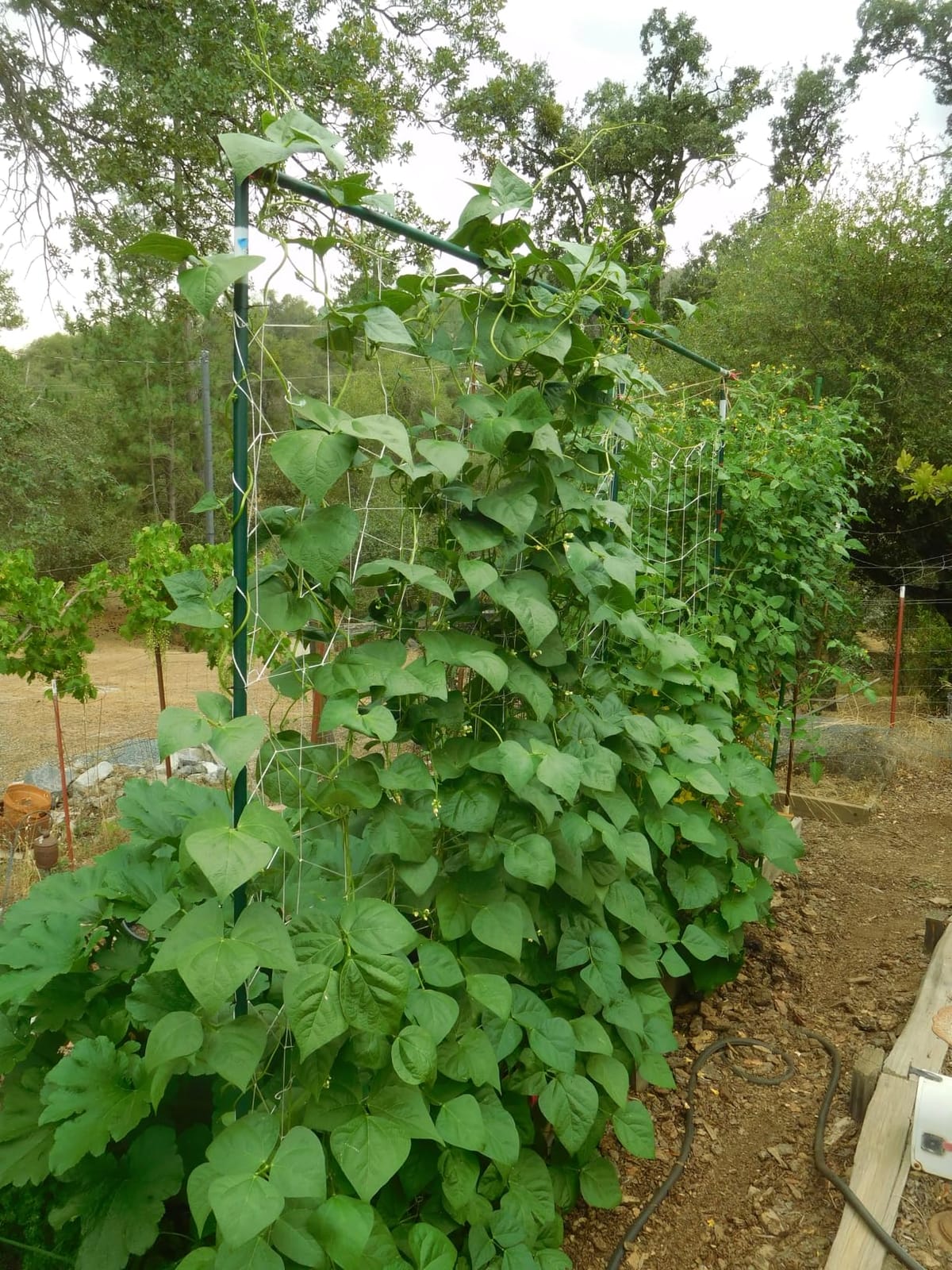 Sukh Trellis Netting for Climbing Plants - 5 x 15 ft Garden Net, 2 Pack | Polyester Plant Netting Support for Cucumbers & Tomato, Soft & Durable, White Garden Nets for Vines, Vegetables & Fruits customer photo 2