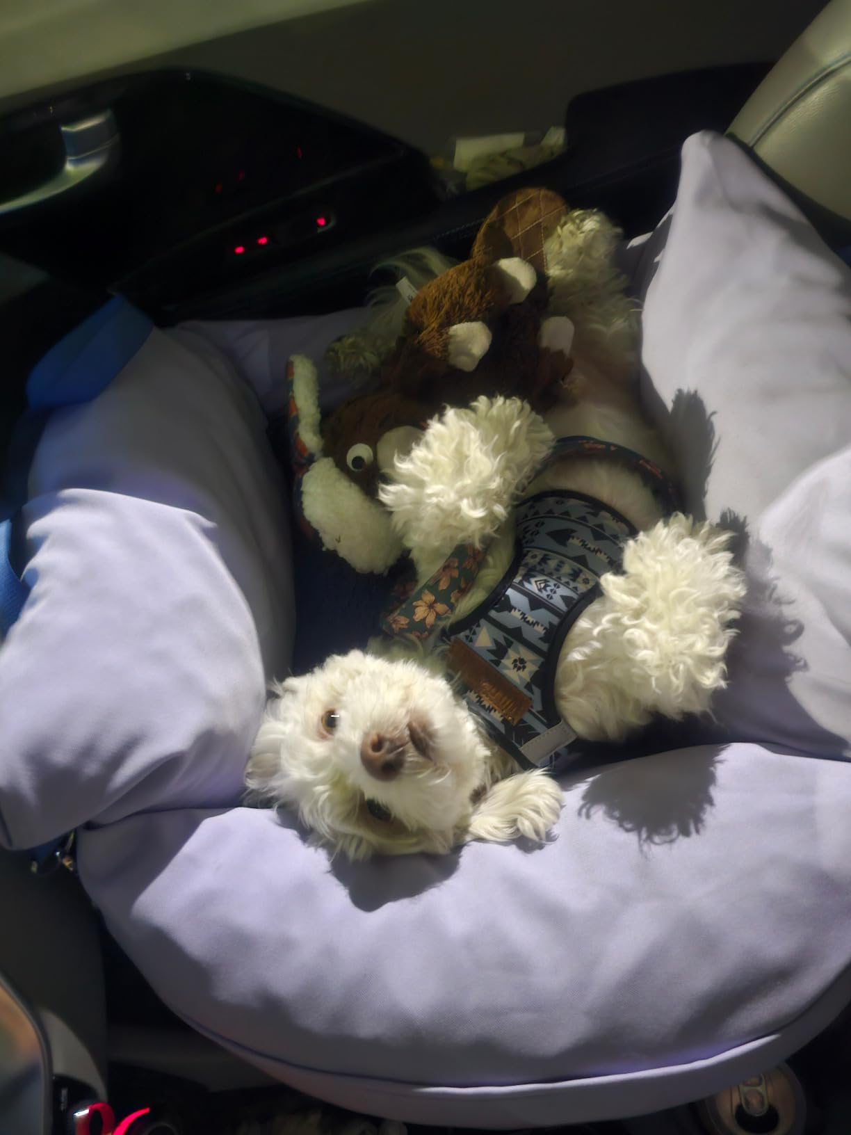 Lesure Dog Car Seat for Small Dogs,Booster Car Bed for Puppy Under 25lbs customer photo 2