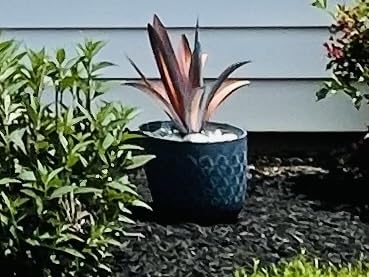 TOMBABY Enlarge Thickened Wind Resistant Metal Agave Garden Art Metal Plant Country Sculpture Statue Outdoor Decoration Agave Metal Plant Courtyard Garden Lawn Ornament Gift (1, 12 Leaves Blue) customer photo 2