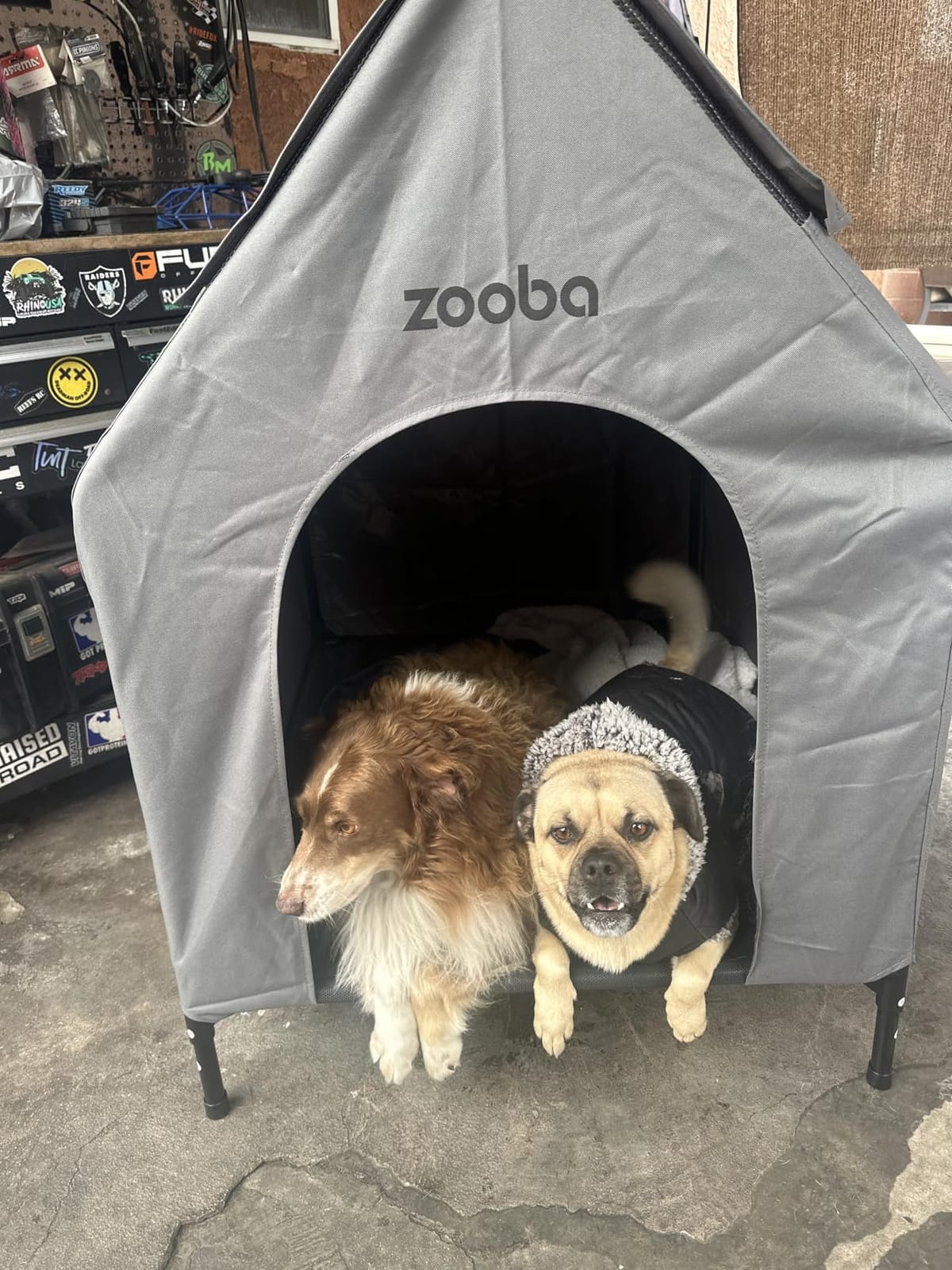 Zooba Large Dog House Outdoor, 36in Elevated 2-in-1 Cot & Canopy | Breathable mesh keeps dogs cool; water-resistant canopy for mild weather; interior fits Labs, Goldens, 15-min setup customer photo 2