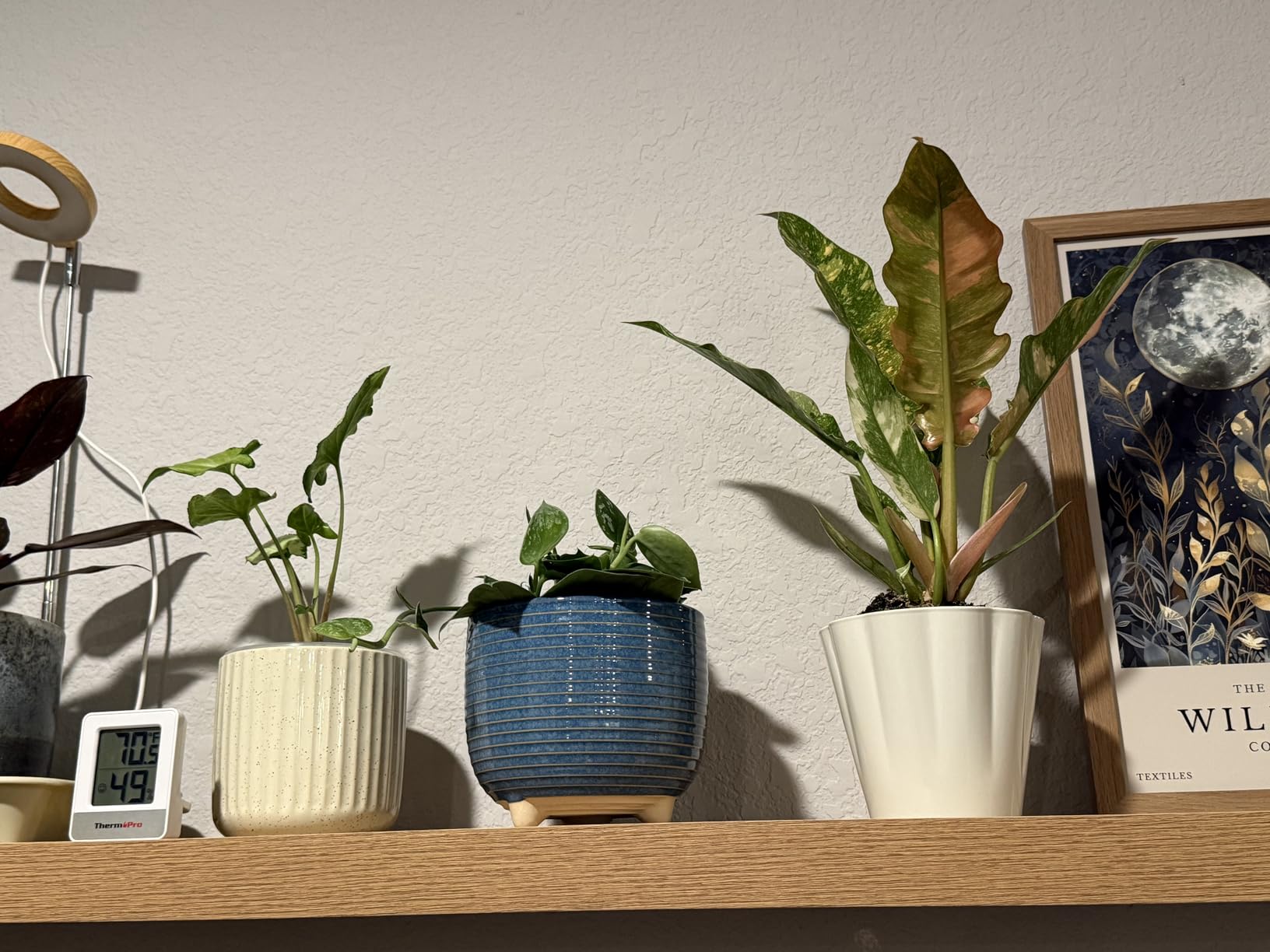 LE TAUCI Ceramic Plant Pots, 5.1 + 6.4 Inch Footed Pots for Plants, Modern Flower Pots for Home and Office, Indoor Planters with Drainage, Reactive Glaze White customer photo 2
