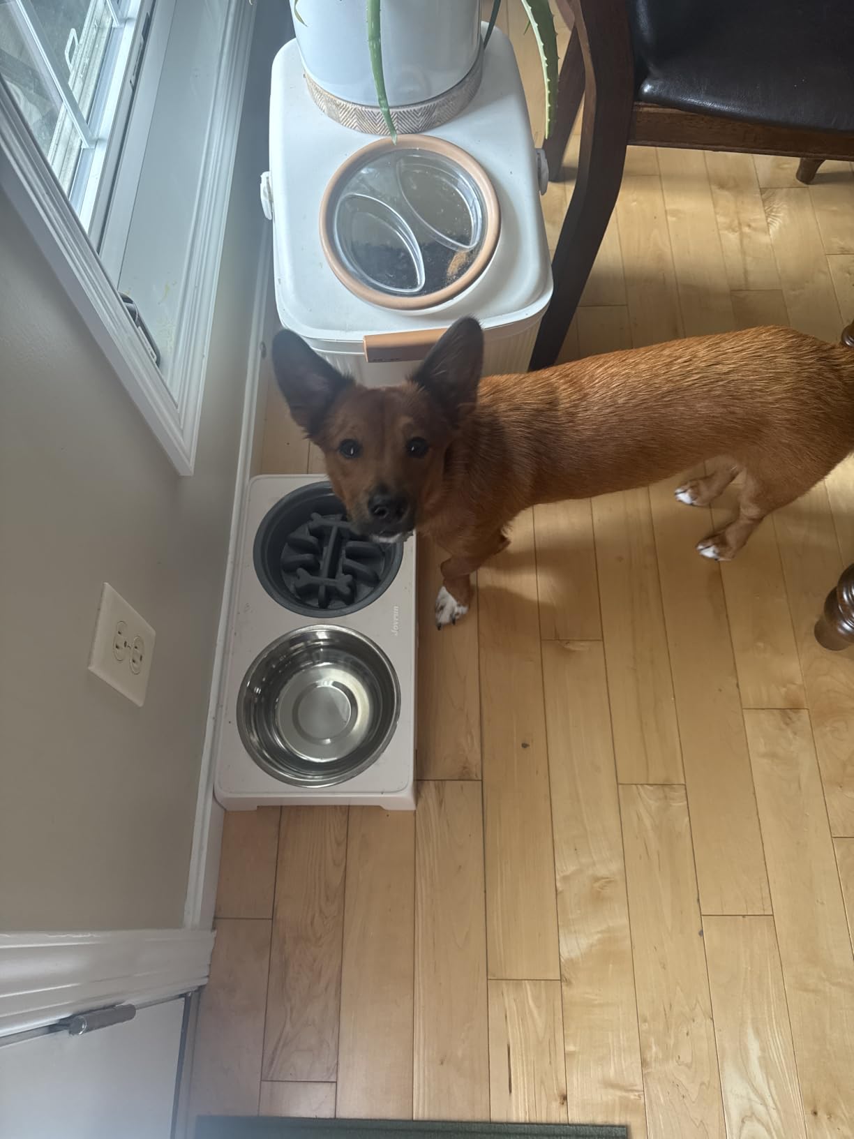 Jovrun Elevated Dog Bowls for Medium Large Size Dogs, Non-Slip Dog Feeder with 1*Stainless Steel Dishes & 1*Slow Feeder Bowl, 5 Heights Adjustable Raised Bowls to 3.15″-8.66″-9.84″-11.02″-12.2″ customer photo 1