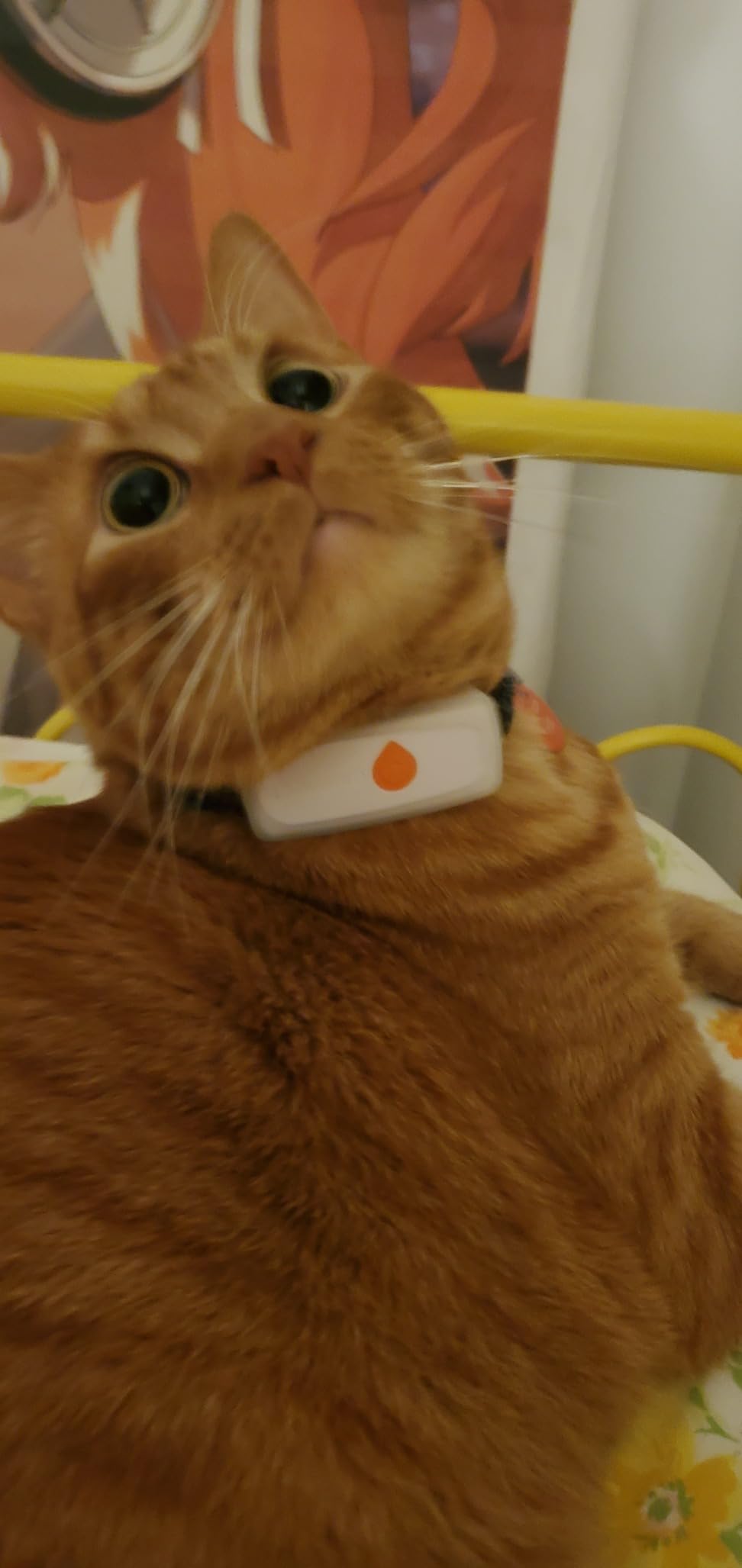 Weenect Cat XS - New GPS Tracker for Cats | Real-time Mini GPS Tracker for Cats | Smallest Model on The Market | Collar Included | Subscription Required customer photo 1
