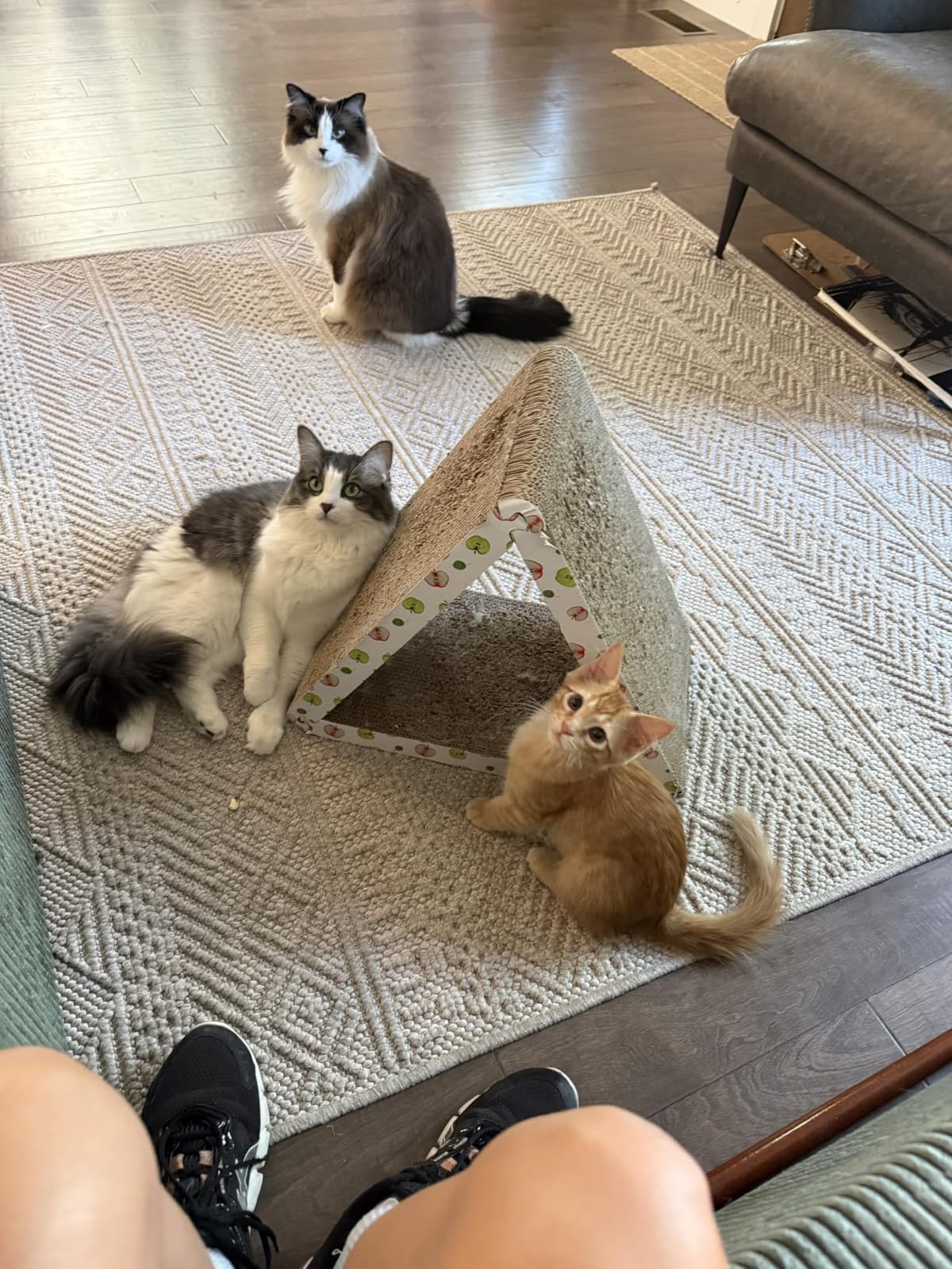 TIMHAKA Cat Scratching Board, Corrugate Cat Scratcher for Indoor Cats with Catnip, Cat Scratch Pad with Premium Scratch Textures Design, Cardboard Cat Scratcher with Double-Sided Usability (Pack of 2) customer photo 2