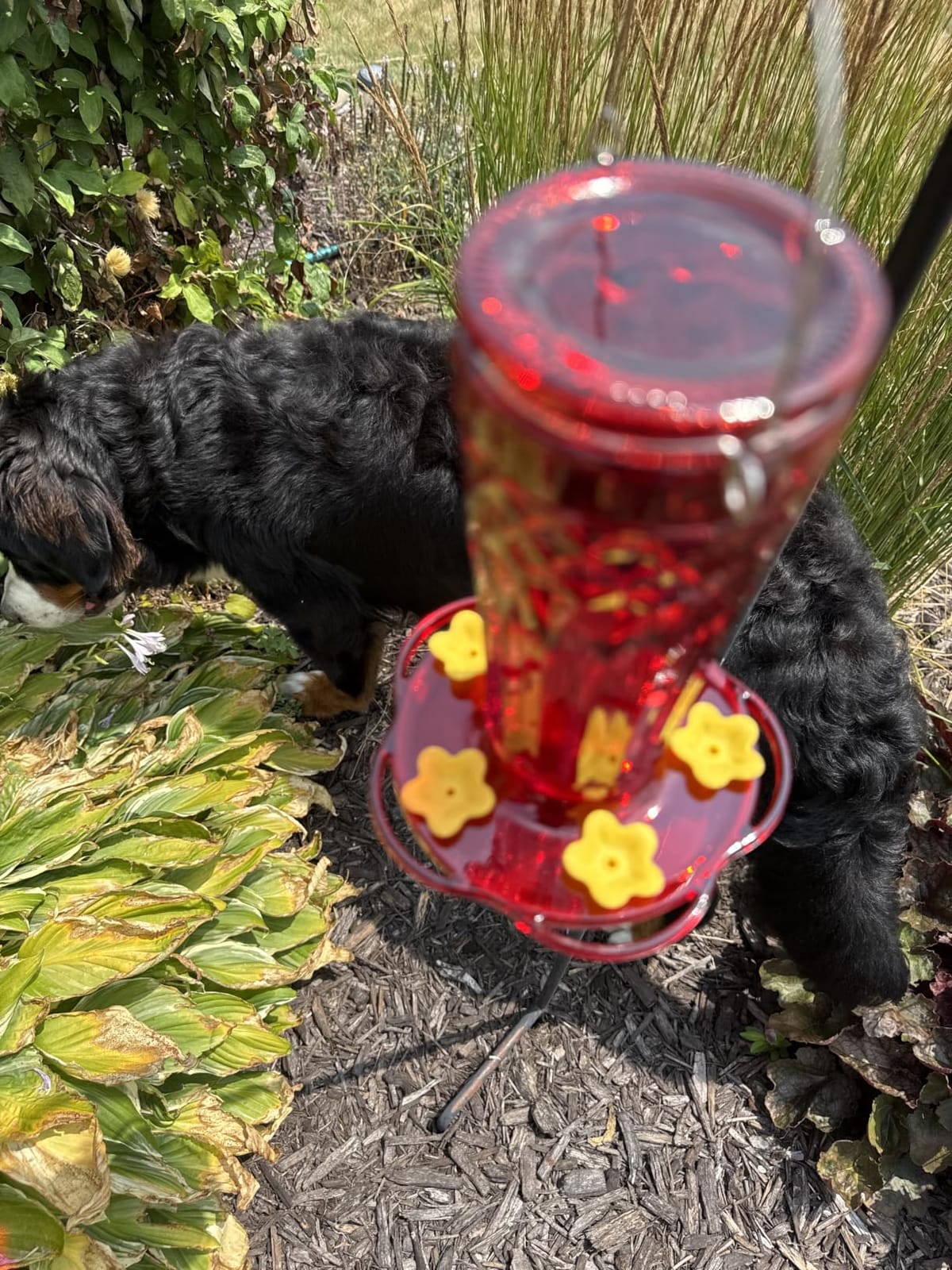2 Pack Glass Hummingbird feeders for Outdoors 14Ounces，5 Feeding Ports Hummingbird Feeder,Wide Mouth for Easy Filling/Cleaning，Hanging for Garden Backyard Decor, Includes Ant Moat (Red，2Pack) customer photo 1