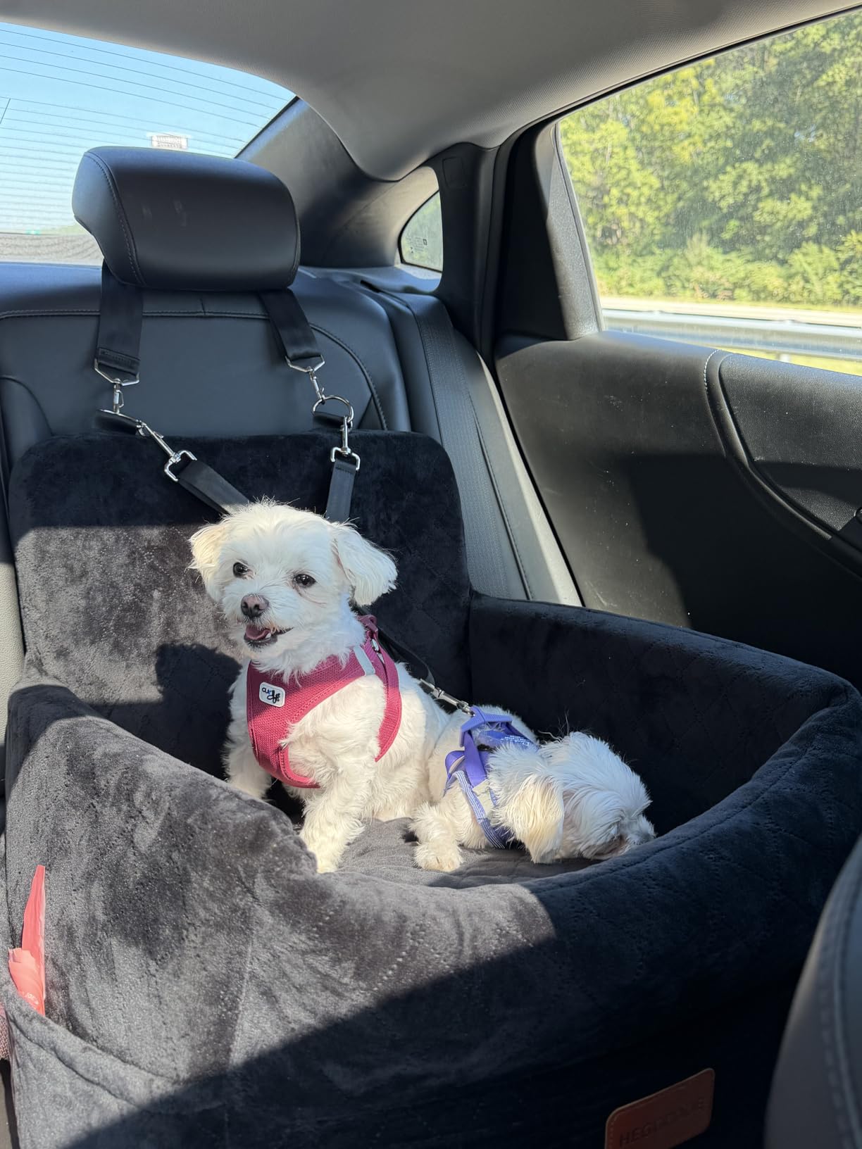 HEGGCOOE Small Dog Car Seat, Memory Foam Dog Booster Seats with Thick Cushion for Medium Dogs Under 35lbs, Detachable Washable Pet Car Seat Bed with Storage Pockets,2 Safety Belts customer photo 1