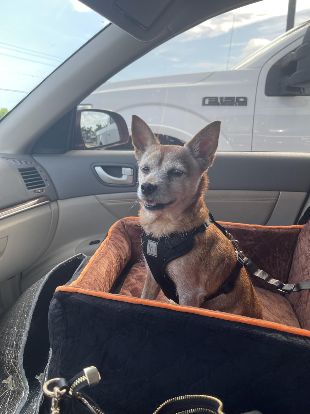 HEGGCOOE Small Dog Car Seat, Memory Foam Dog Booster Seats with Thick Cushion for Medium Dogs Under 35lbs, Detachable Washable Pet Car Seat Bed with Storage Pockets,2 Safety Belts customer photo 2