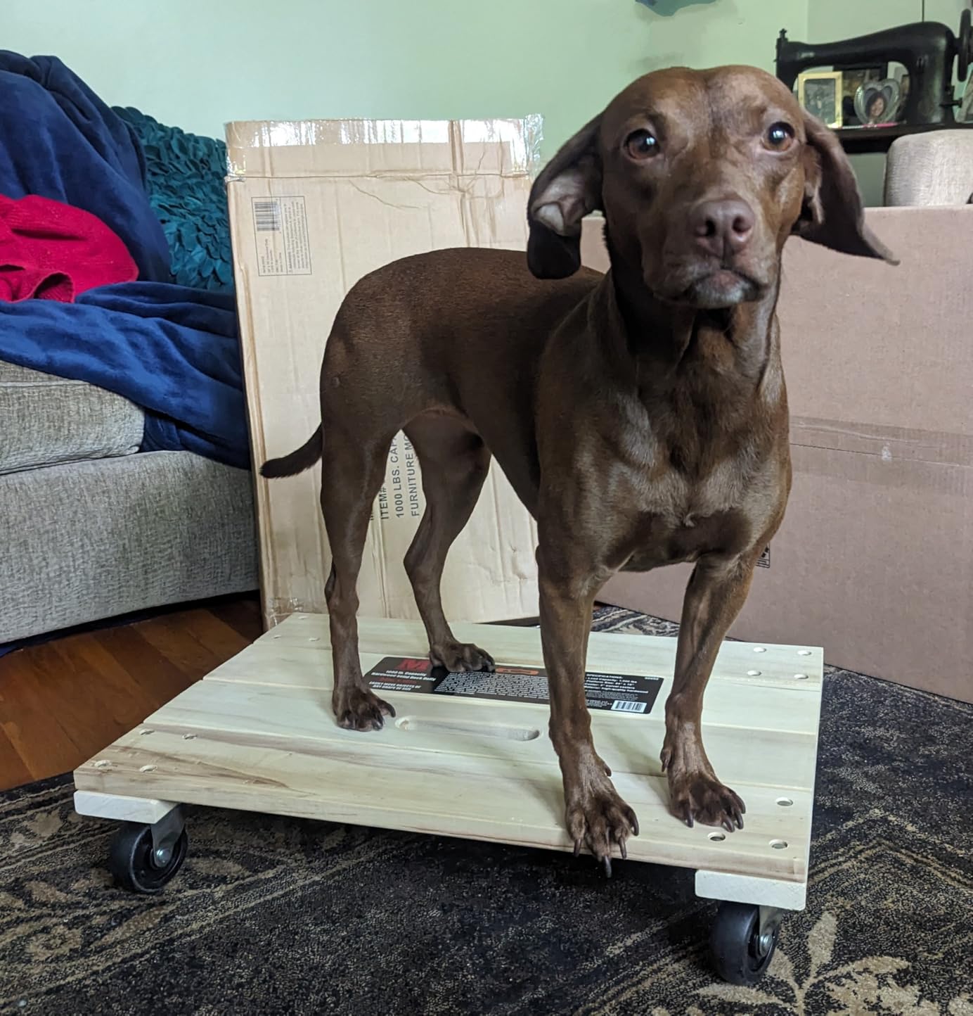 MaxWorks 50952 1000 lbs. Capacity 24 in. x 16 in. Hardwood Furniture Moving Dolly customer photo 2
