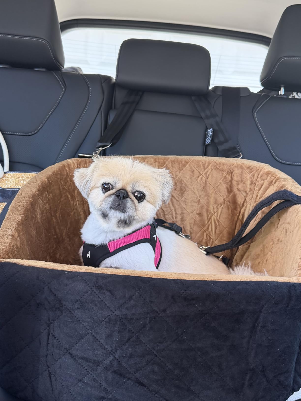 NEEZUKAR Dog Car Seat for Small Medium Dogs,Detachable Washable Dog Booster Seat Under 30lbs, Pet Car Seat Travel Bed with Storage Pockets and Dog Safety Belt(Black/Brown) customer photo 1
