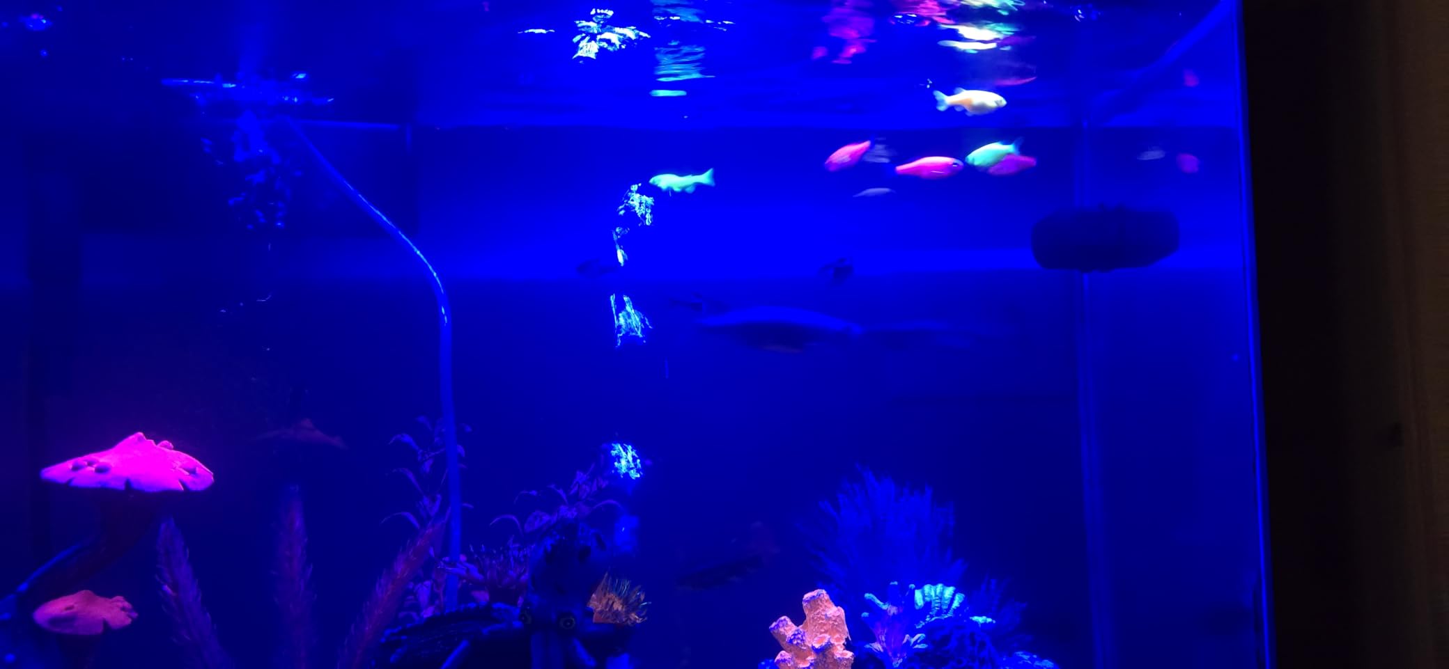 AQQA LED Aquarium Light, 24/7 & DIY Mode Full Spectrum Fish Tank Light | Adjustable Timer/Brightness, Extendable Bracket Aquarium Plant Light, Memory Function, IP68 Waterproof, for 18-24 Inch Tank customer photo 1