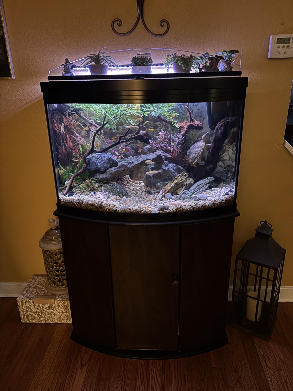 AQQA LED Aquarium Light, 24/7 & DIY Mode Full Spectrum Fish Tank Light | Adjustable Timer/Brightness, Extendable Bracket Aquarium Plant Light, Memory Function, IP68 Waterproof, for 18-24 Inch Tank customer photo 2