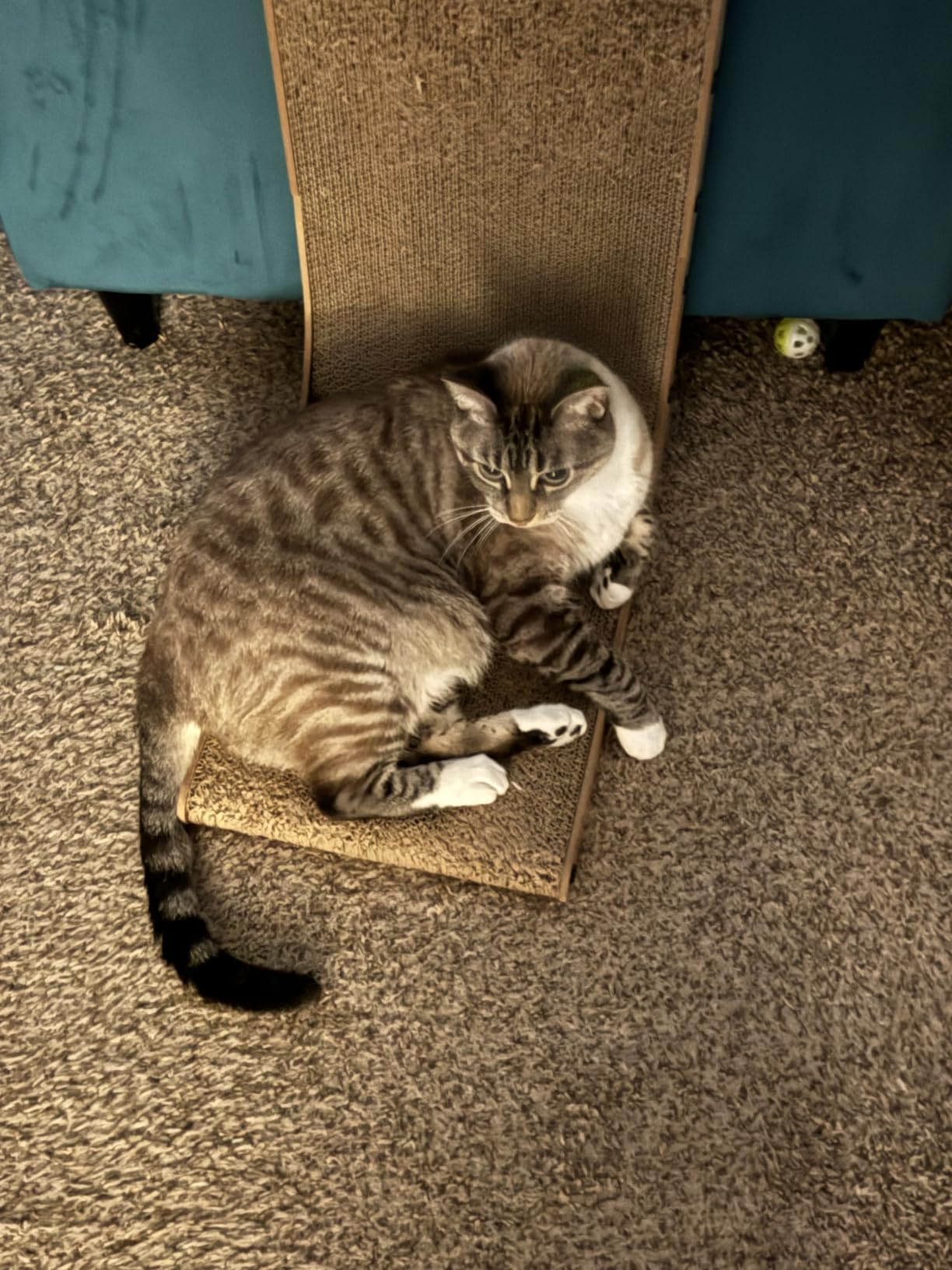 EHEYCIGA Cardboard Cat Scratcher for Indoor Cats, 26.8 Inch, Brown customer photo 1