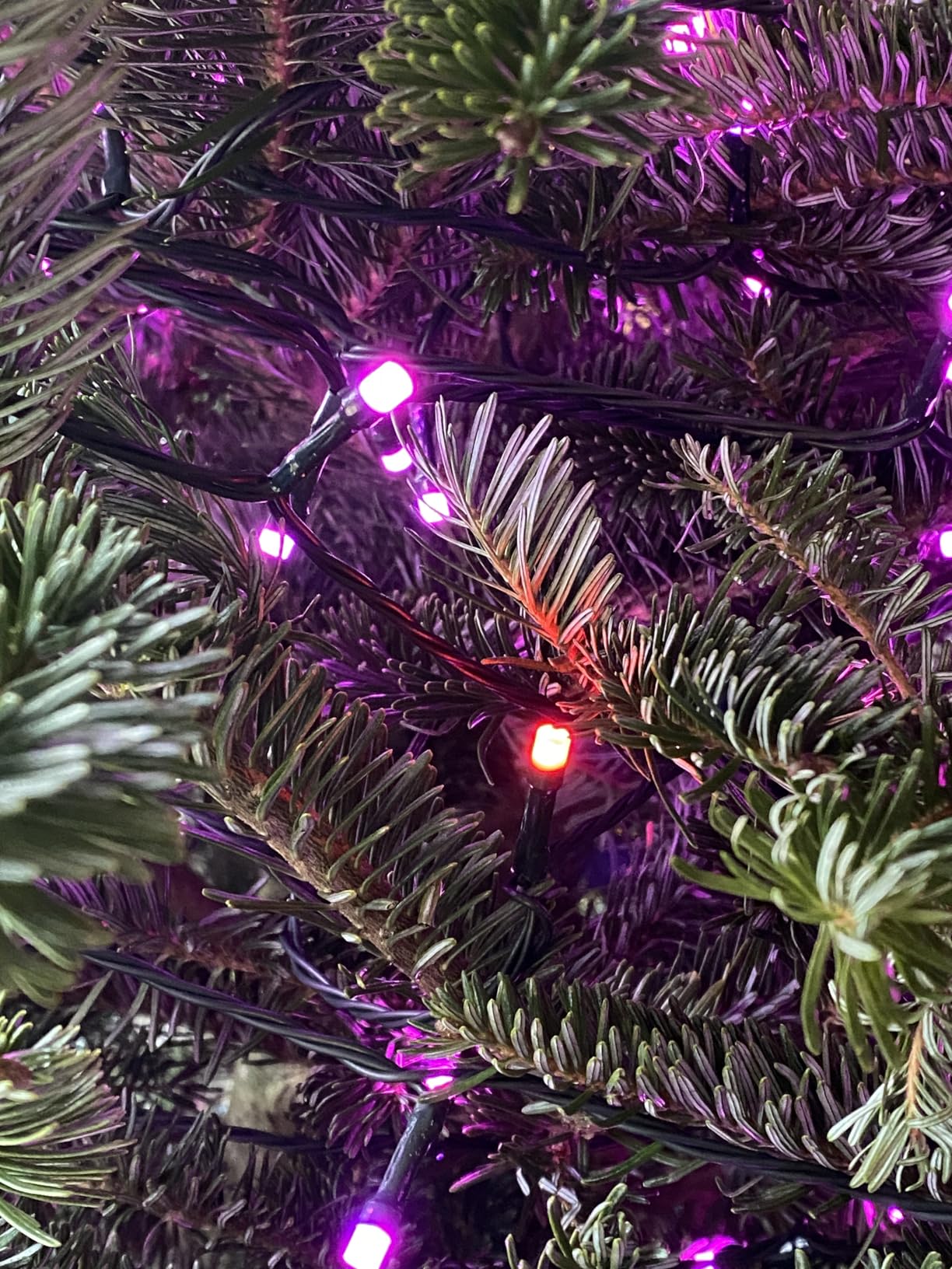 Dazzle Bright Smart Christmas String Lights, 98FT 300 LED RGB Color Changing String Lights with Remote & App Controlled, Halloween Decorations for Indoor Outdoor Holiday Xmas Tree Party Decor customer photo 2
