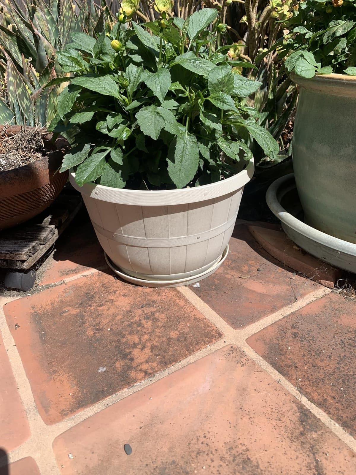 Quarut 4 Pack 10 inch Flower Pots,Plastic Plants Pots Outdoor customer photo 2